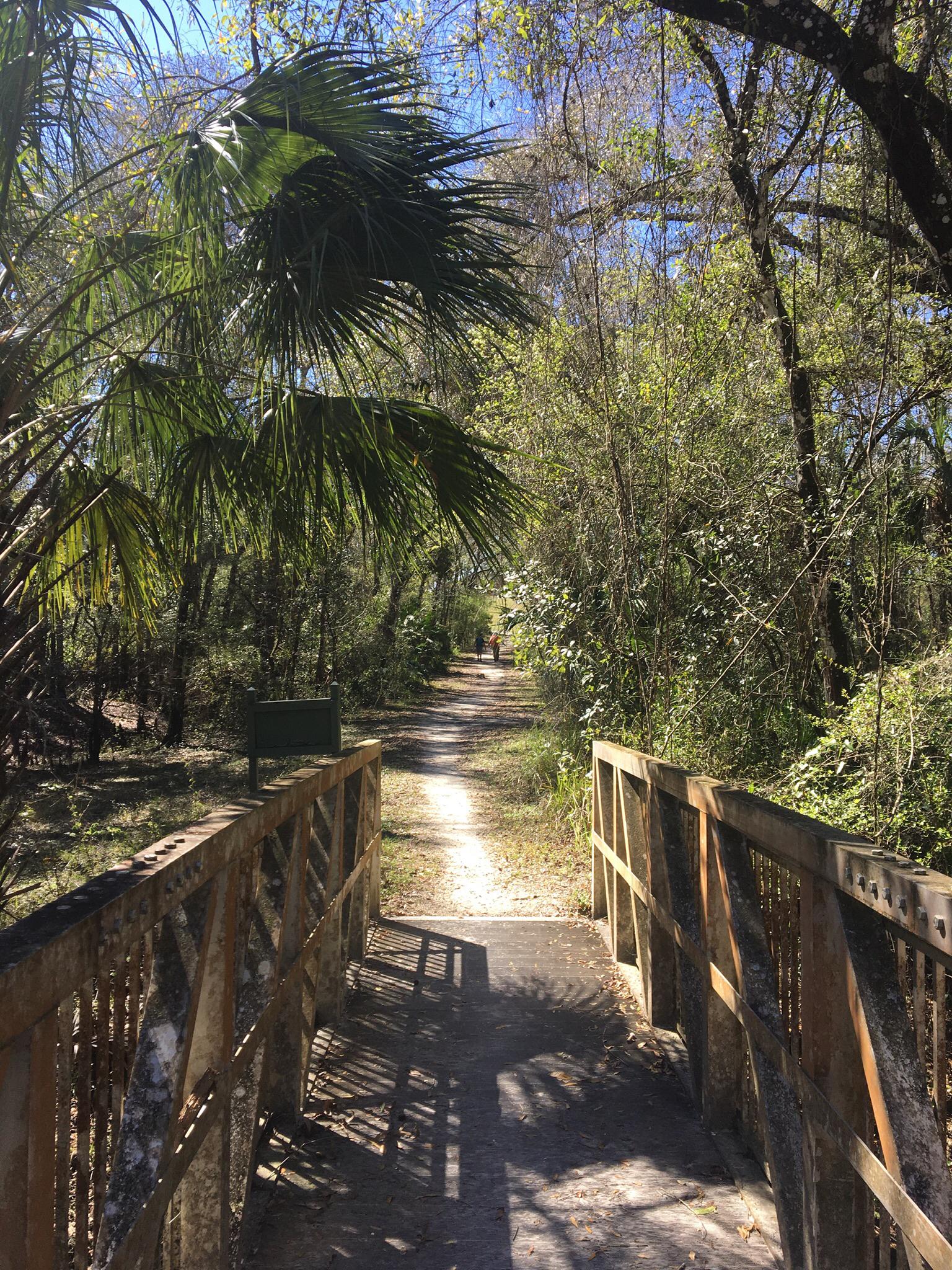 Wooden bridge leading to a sun-dappled dirt path through a green forest.
