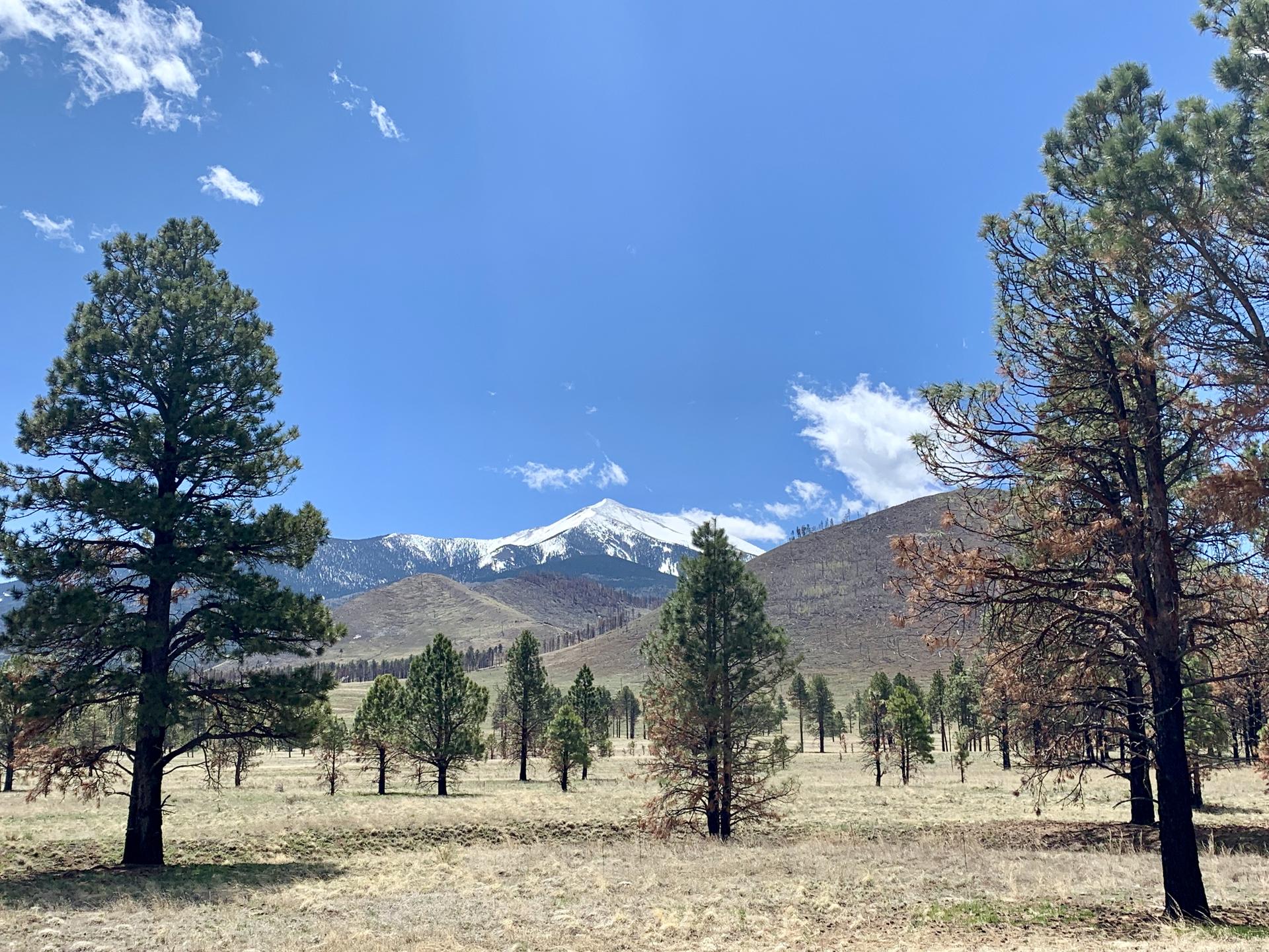 Pine trees in a dry field with a snow-capped mountain under a blue sky.
