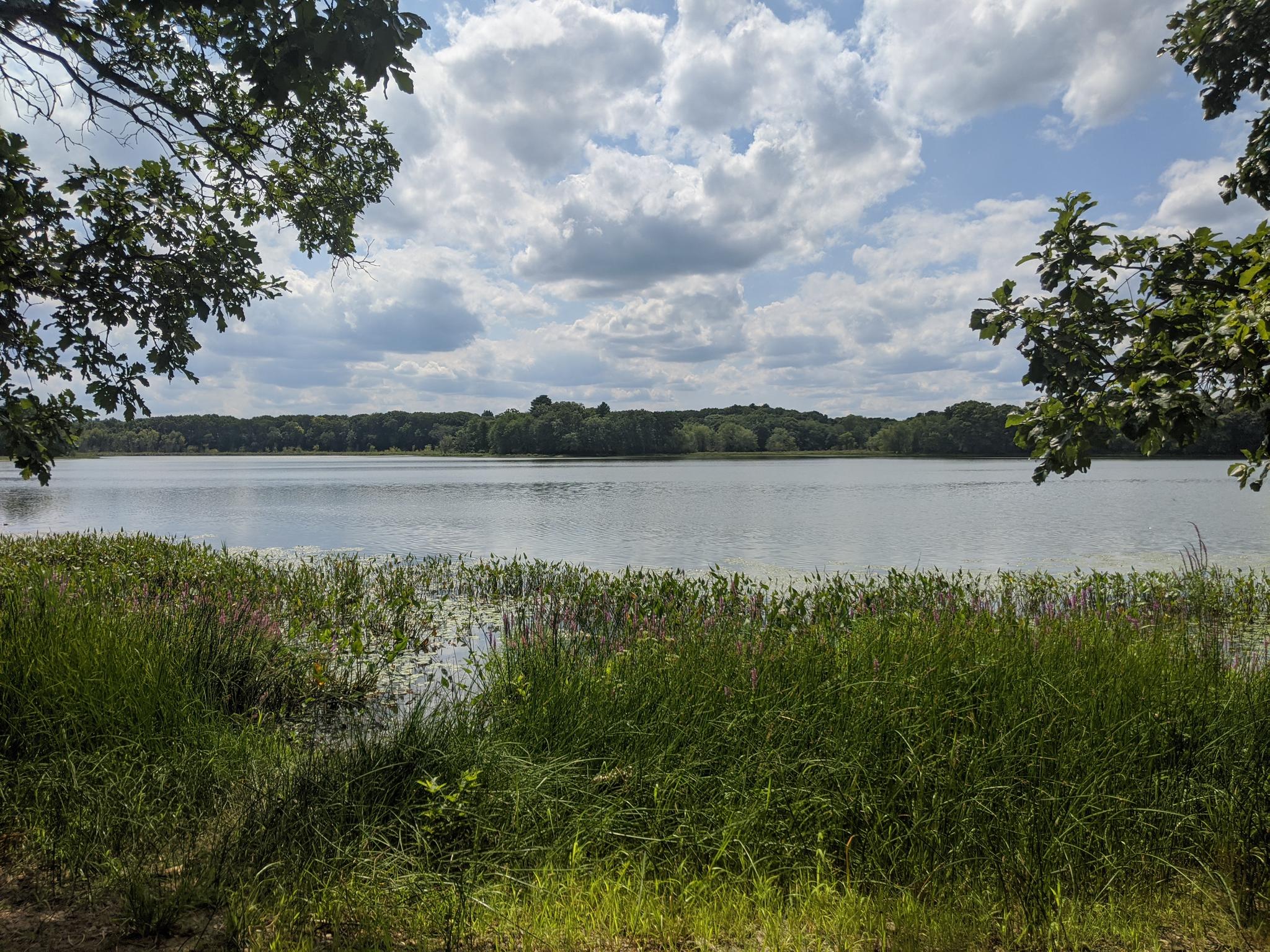 Lake with tall grass in foreground, framed by trees under cloudy sky.