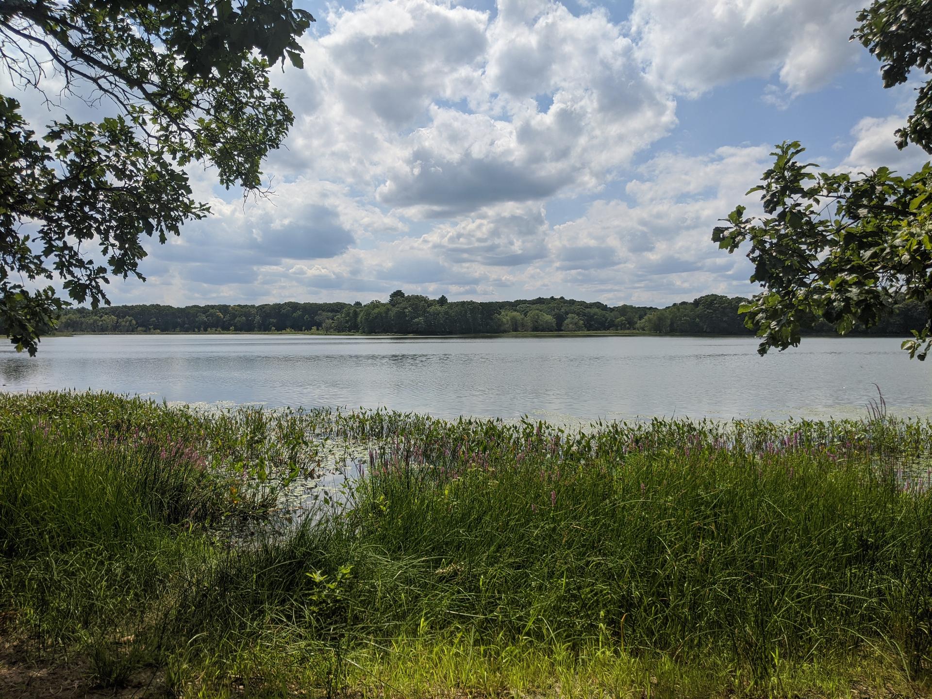 Lake with tall grass in foreground, framed by trees under cloudy sky.