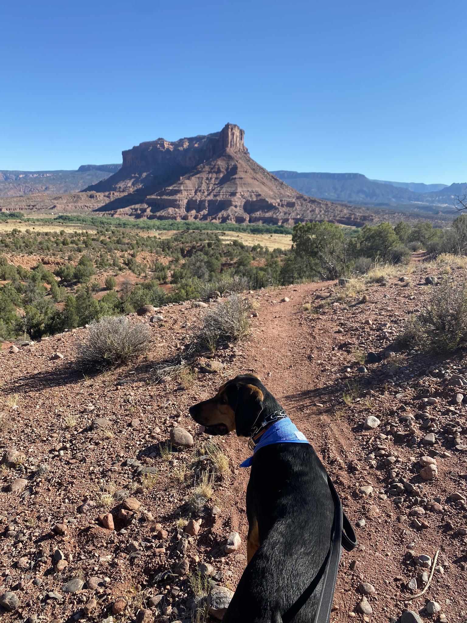 Black dog with blue bandana on a desert path, large mesa in background.
