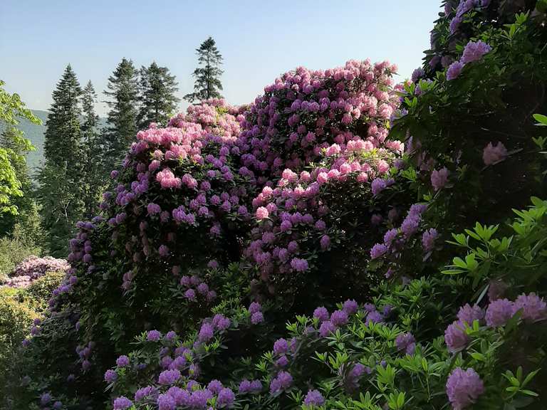 Rhododendronhain im Heidelberger Stadtwald  Wander- & Radrouten | Komoot