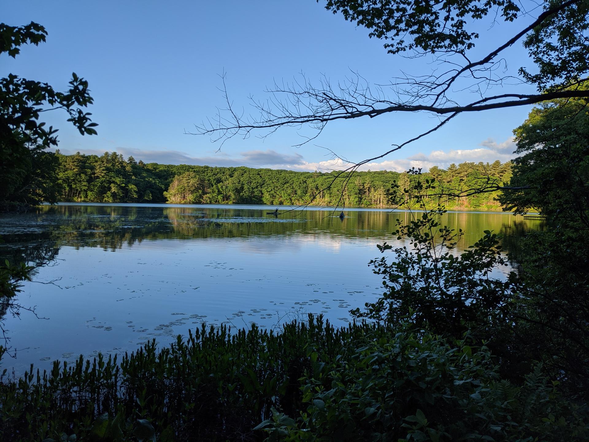 Sunny view of a calm lake surrounded by lush green forest.