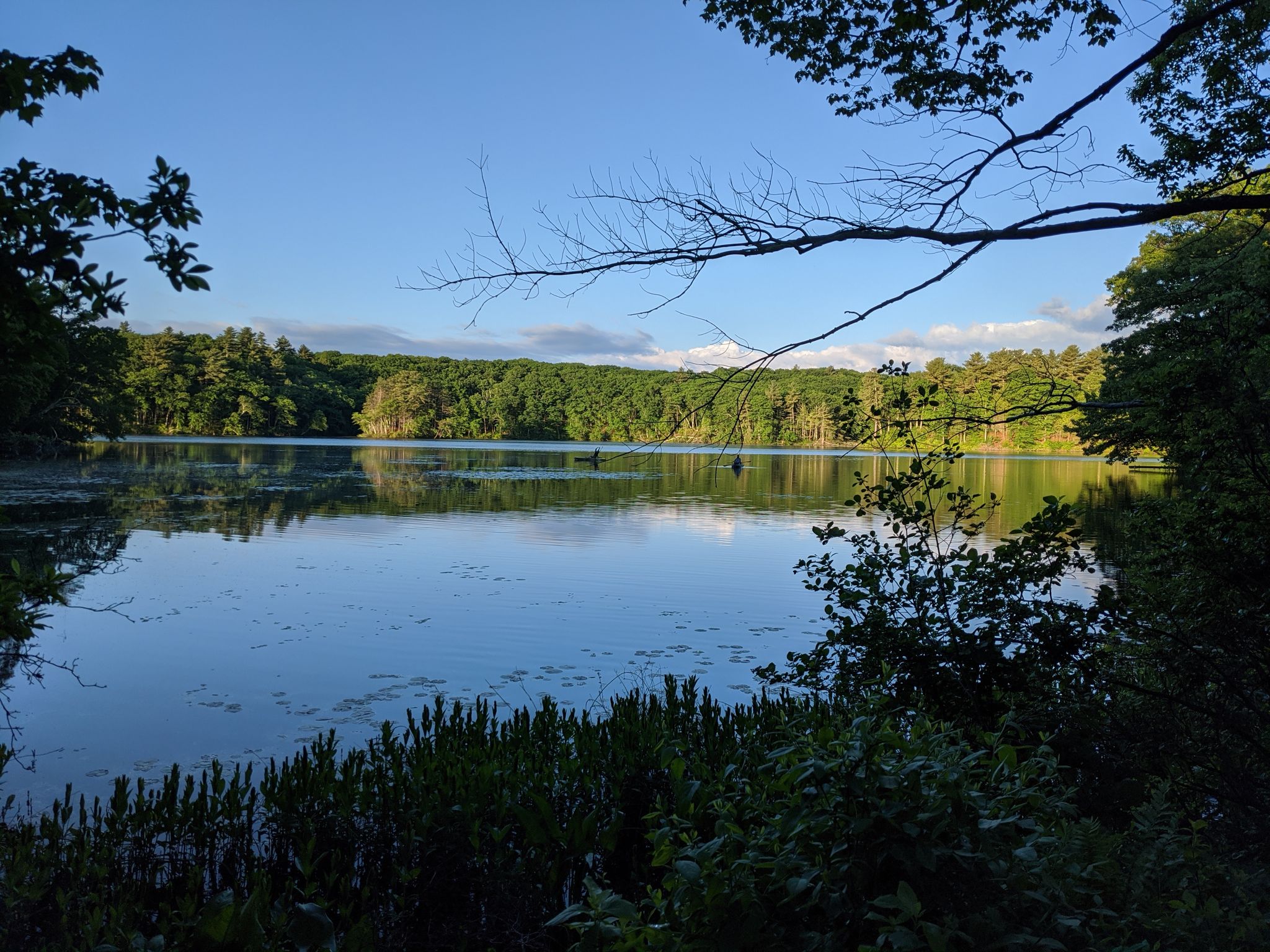 Sunny view of a calm lake surrounded by lush green forest. - Farrar Pond from Wellesley Farms