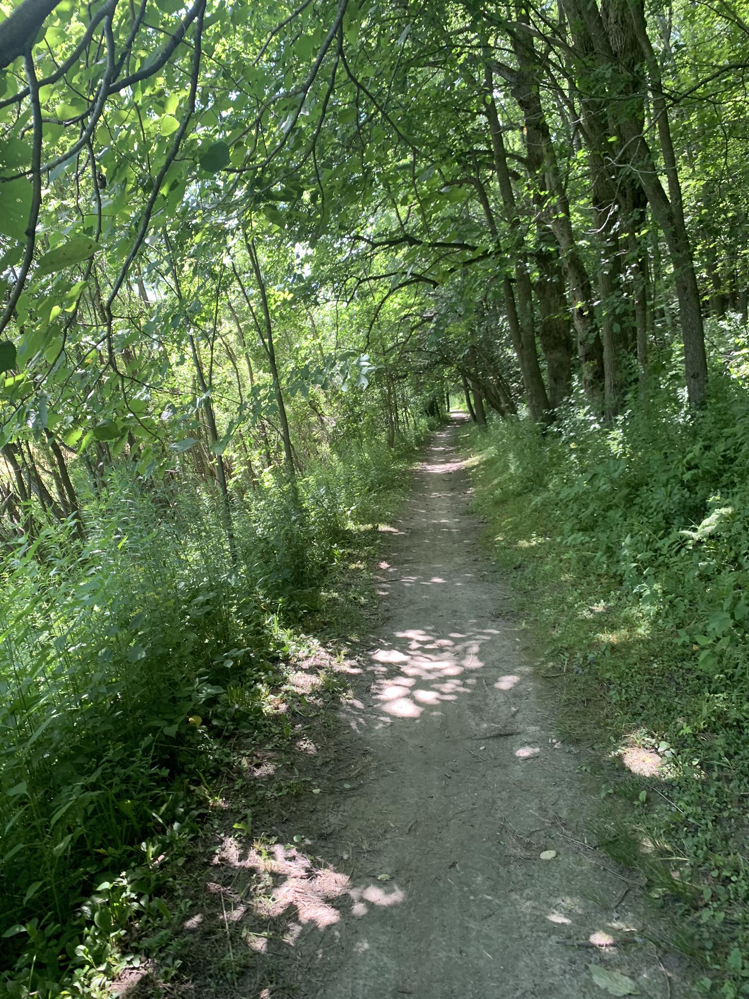 Dirt path winding through a sun-dappled, dense green forest.