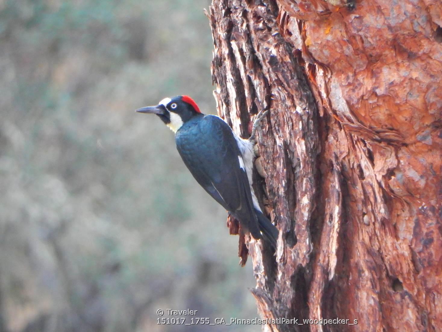A black and white woodpecker with a red cap on a textured tree trunk.