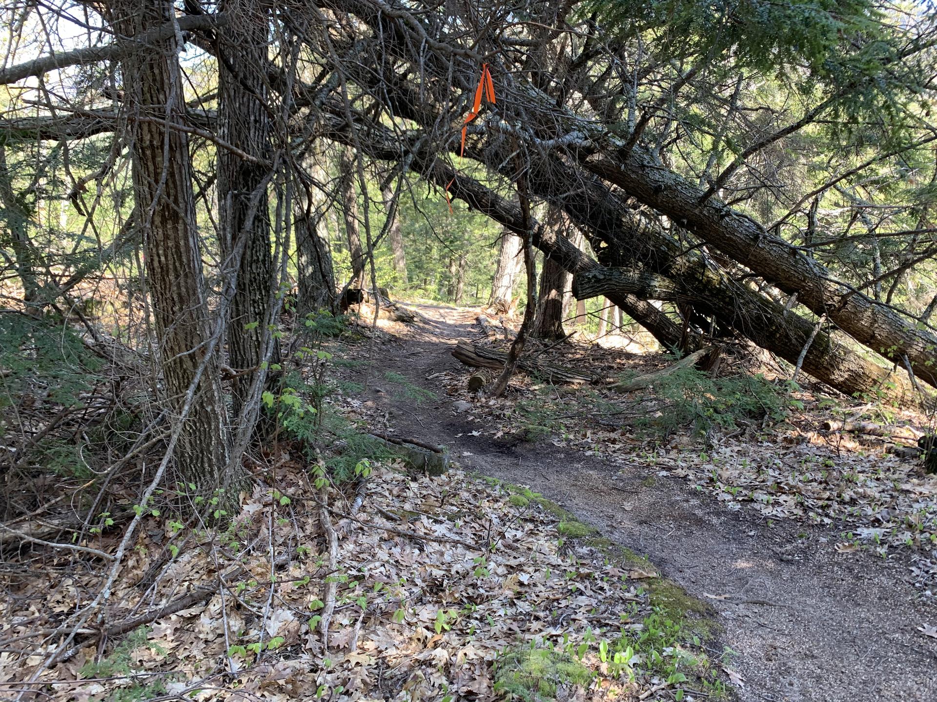 Narrow dirt trail winding through a dense forest with fallen trees.