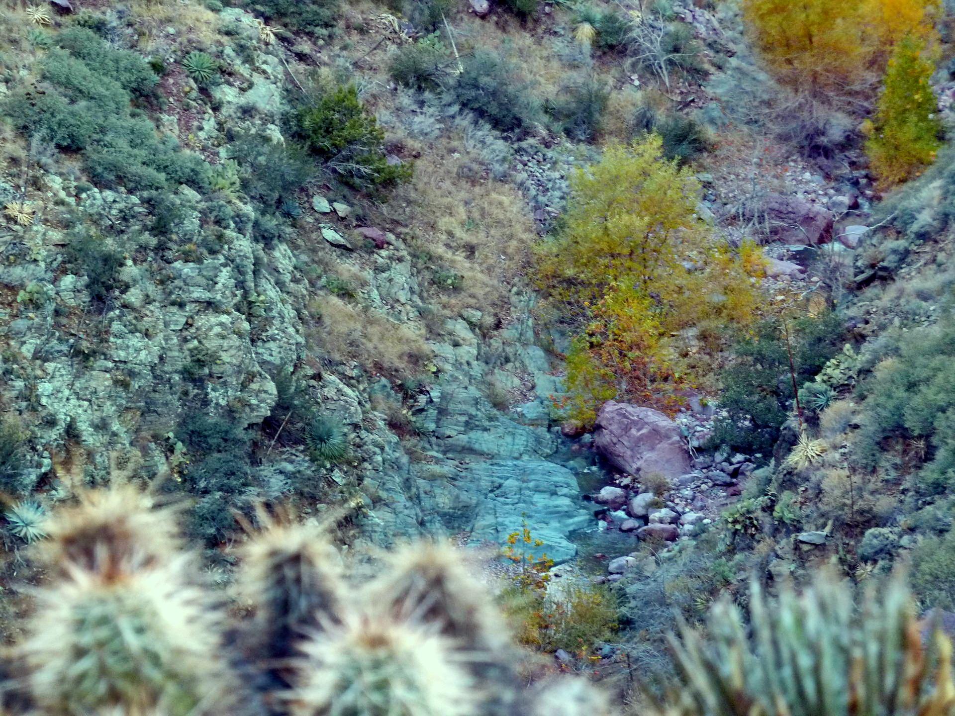Rocky canyon with green and yellow foliage, a stream bed, and blurred cacti foreground.