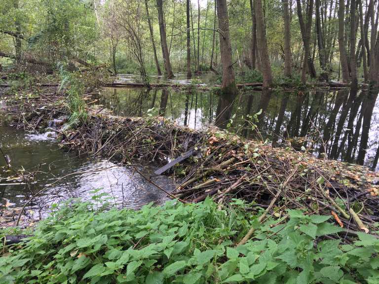 Wasserstau durch Biber Wanderungen und Rundwege komoot
