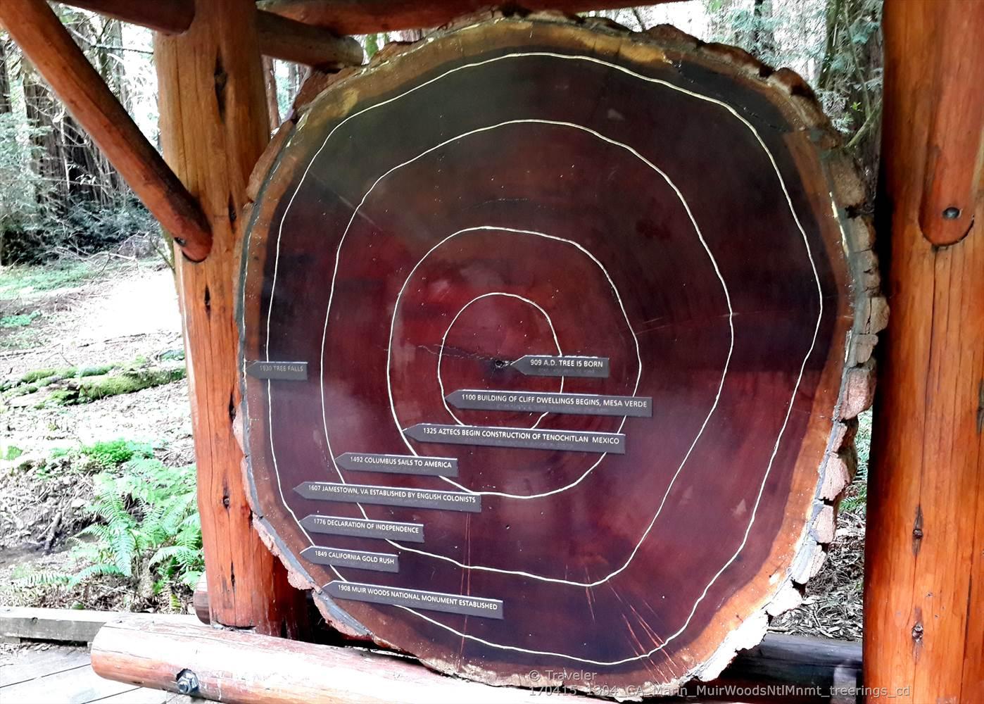 A large tree cross-section with growth rings and historical labels displayed outdoors.