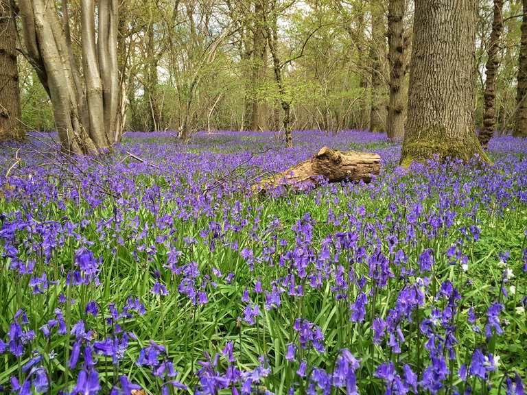 Steyning & Bramber loop from Horsham | ride | Komoot
