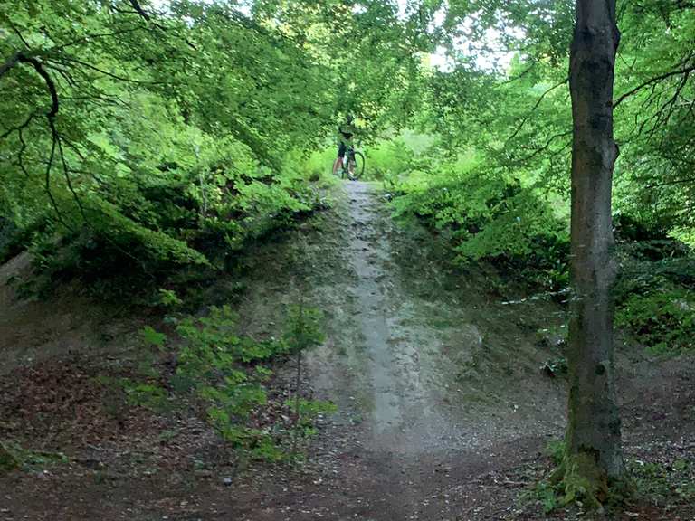 friston forest cycling