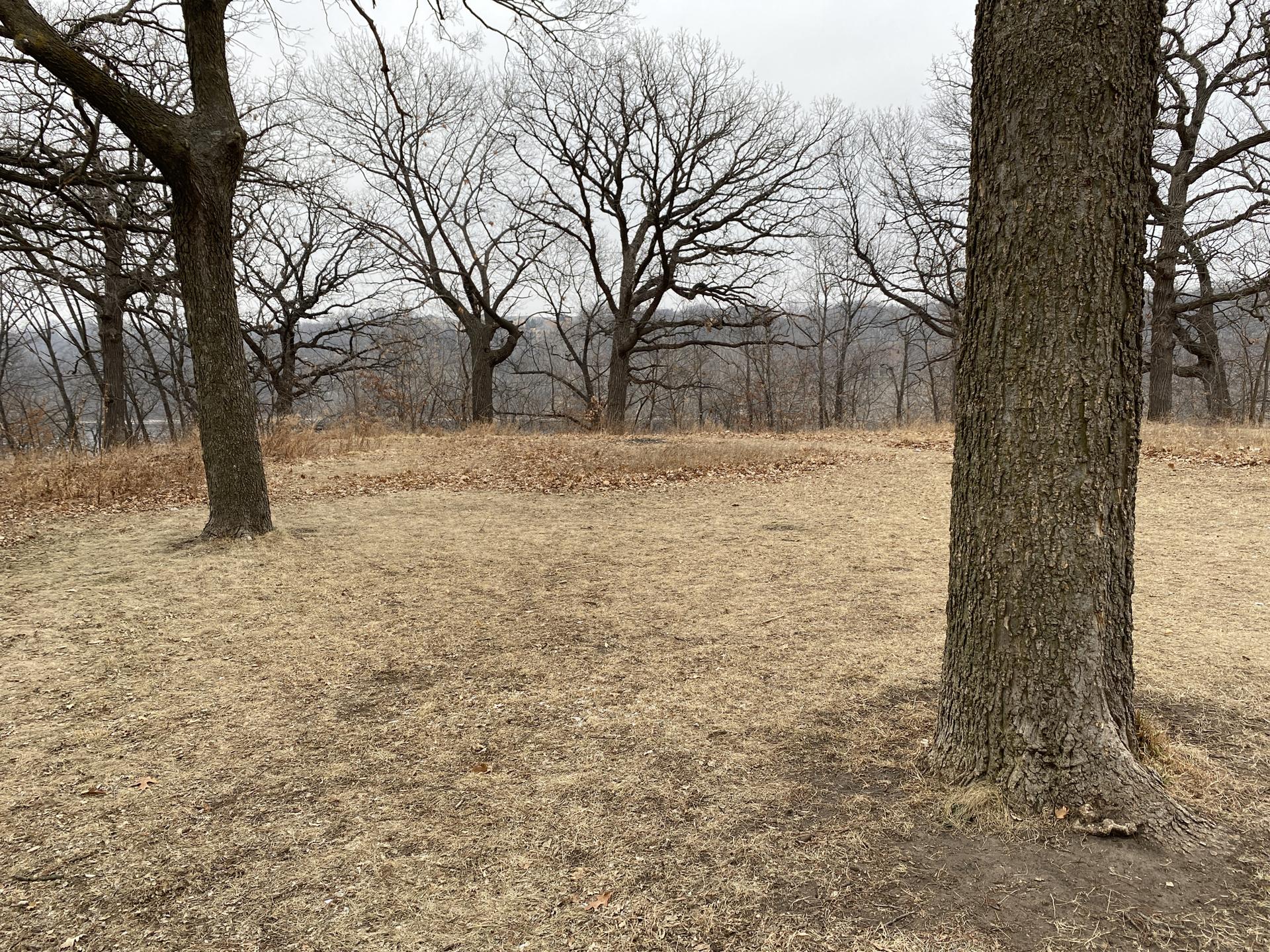 Bare trees in a dry, grassy field on a cloudy day.