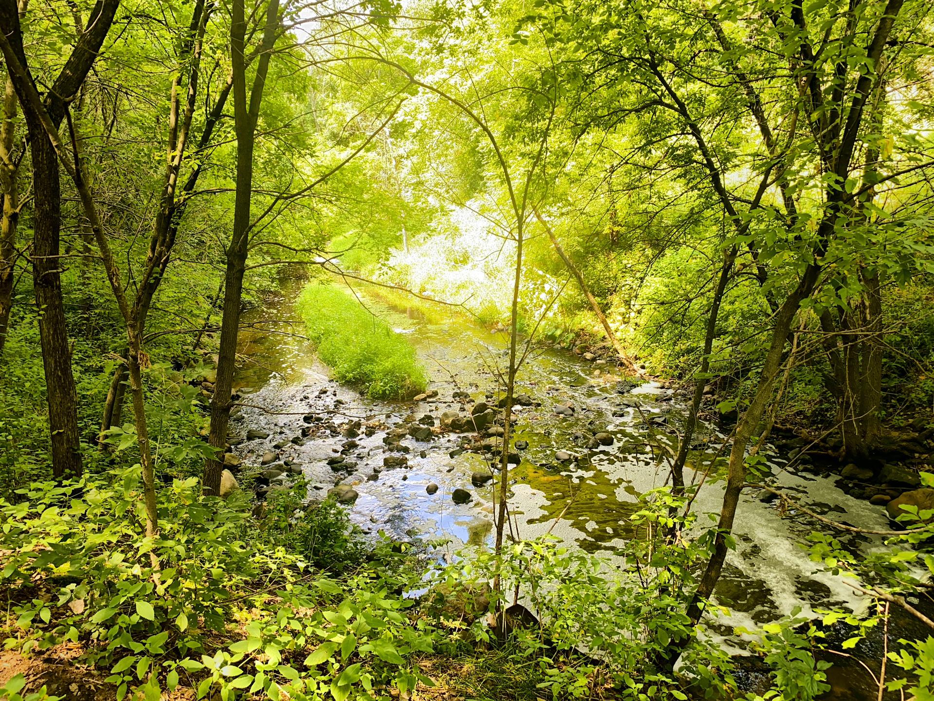 Rocky stream flowing through a lush green forest with bright sunlight.