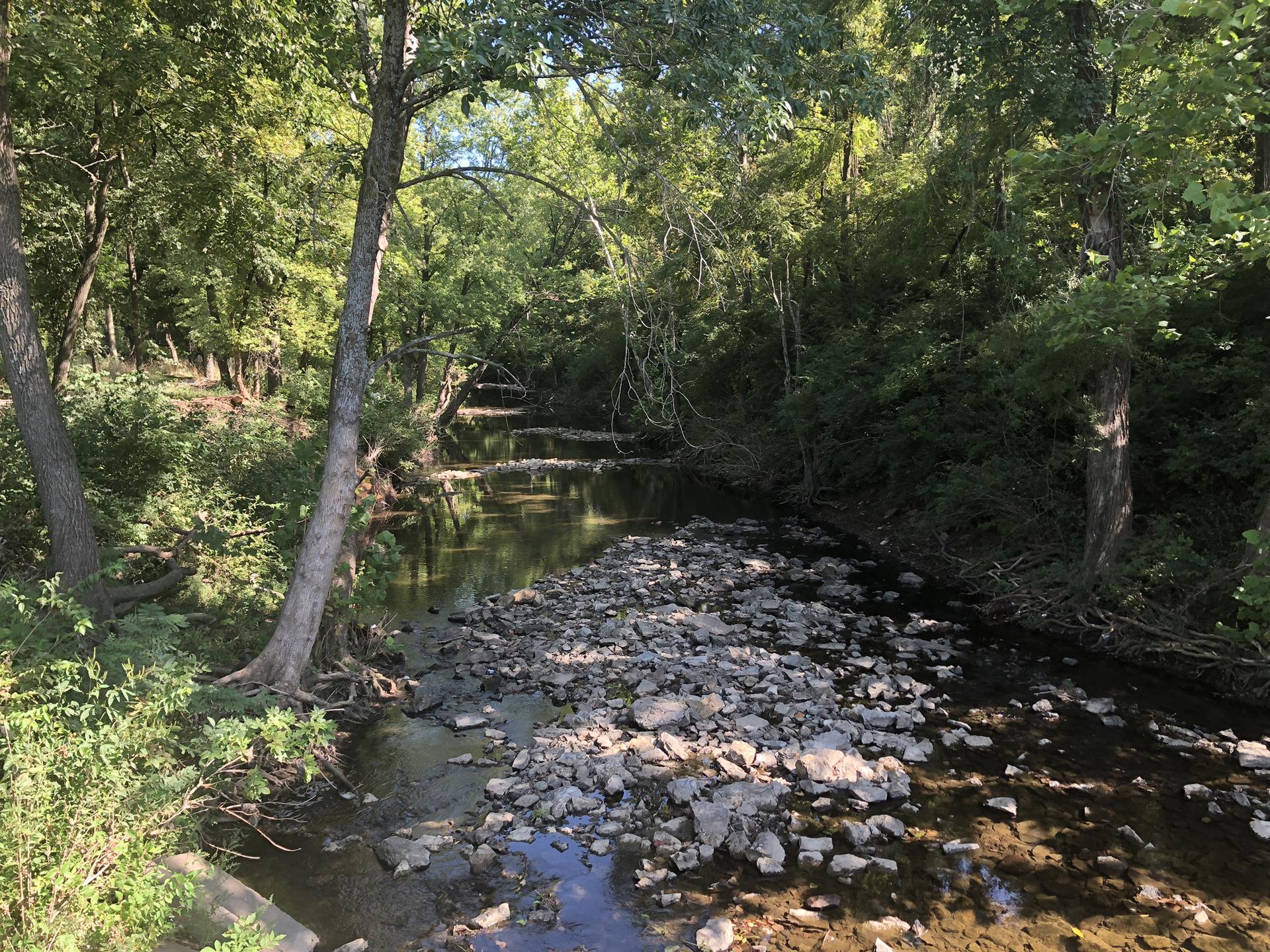Rocky stream bed with shallow water surrounded by sunlit green trees.