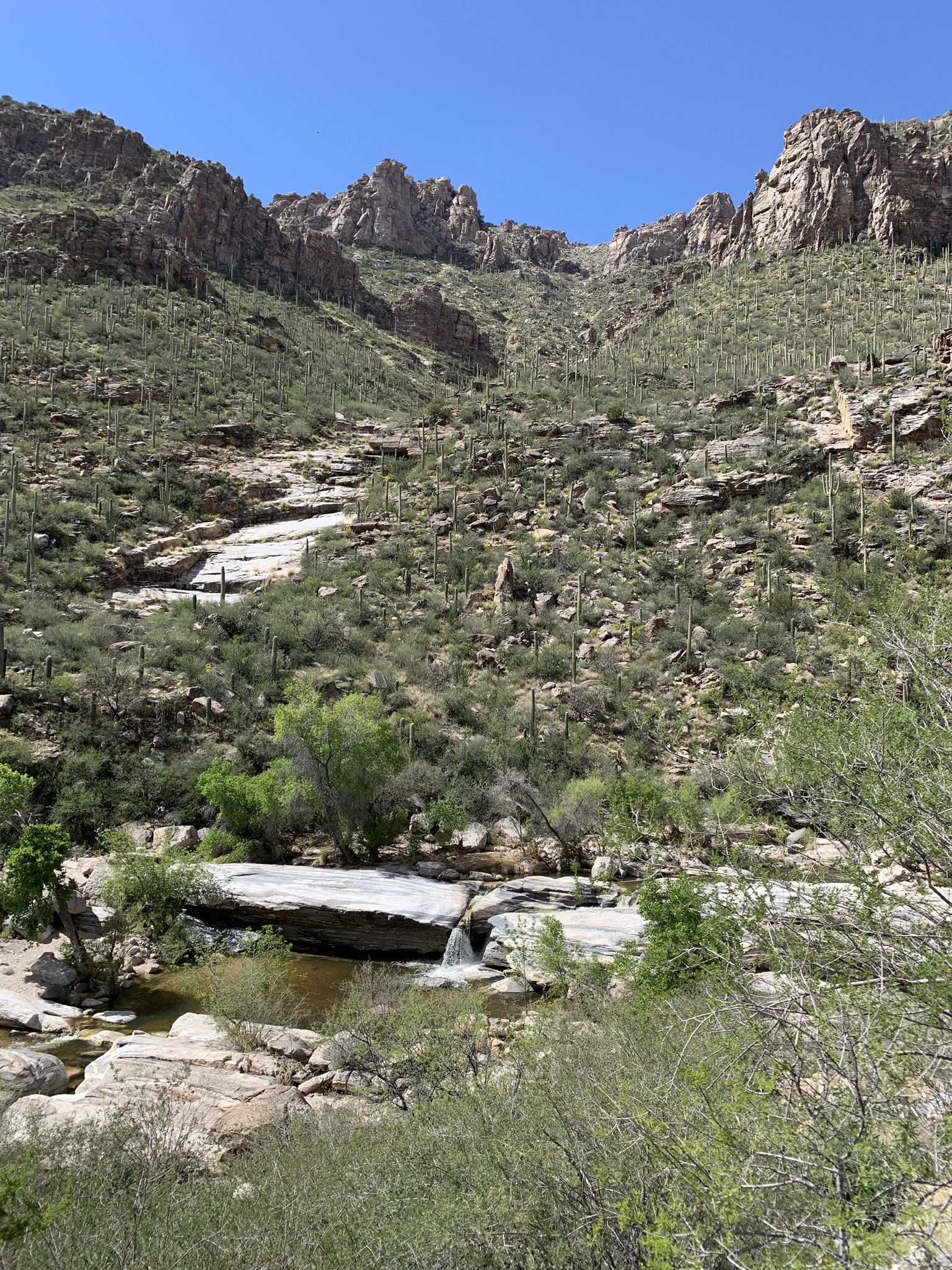 Desert canyon with a small waterfall, green trees, and saguaro-covered mountains. - Sabino Tram Road