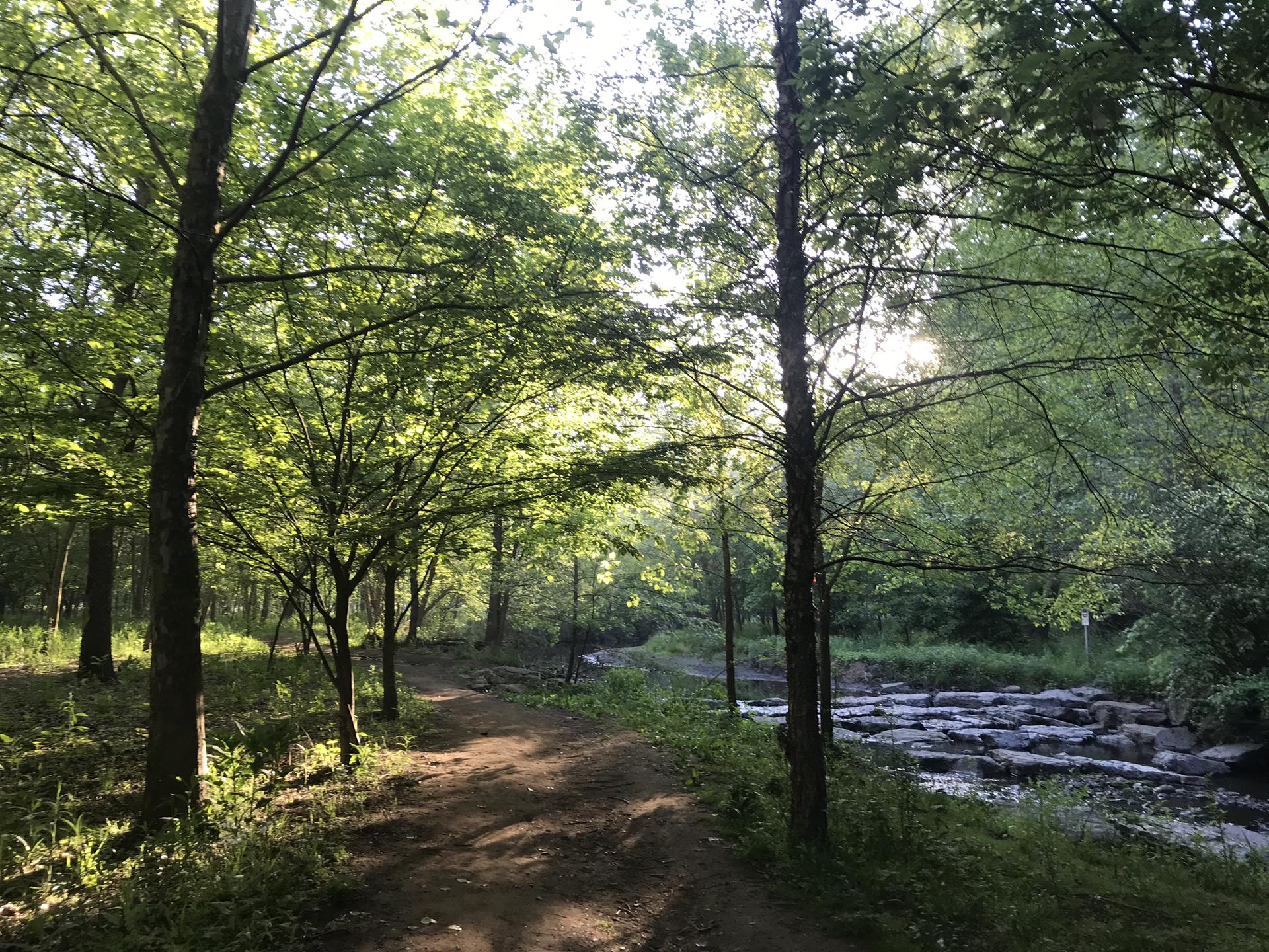 Sunlight filters through green trees onto a dirt path beside a rocky stream.