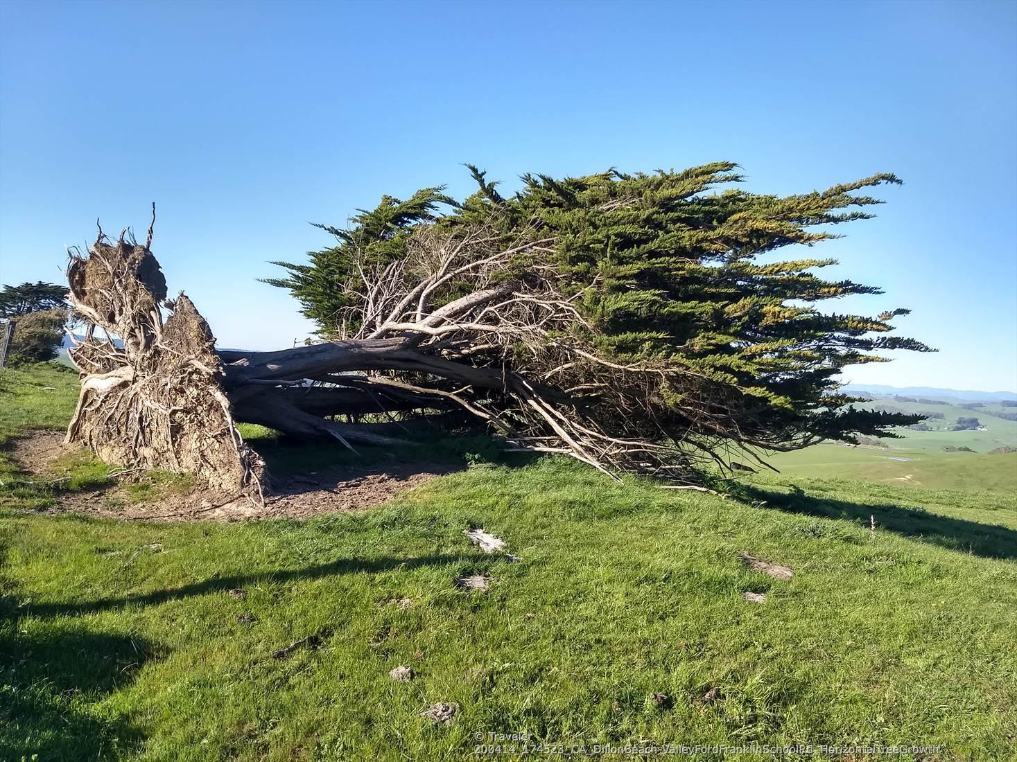 A large fallen tree with exposed roots on a sunny green hillside.