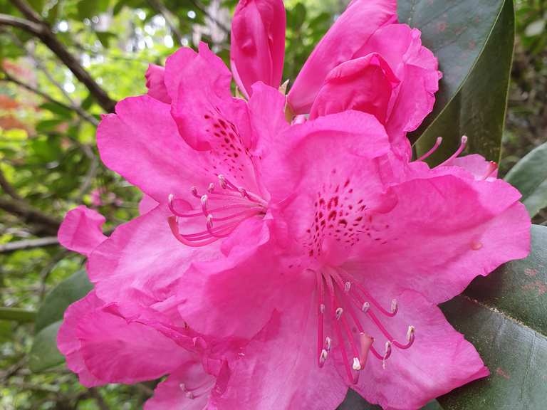 Rhododendrongarten bei Bad Berka  Wander- & Radrouten | Komoot