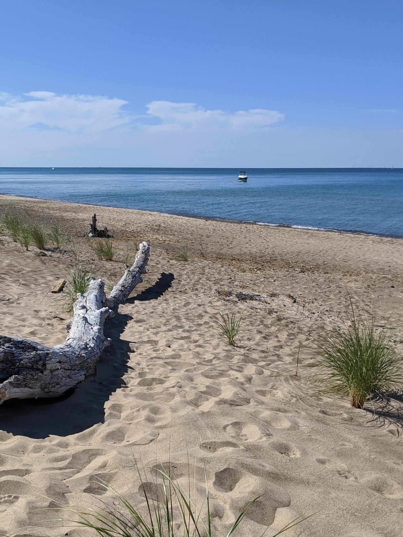 Large driftwood on a sunny sandy beach with blue water and a distant boat.