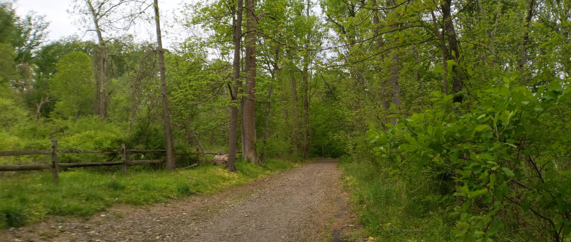 Gravel path winding through a vibrant green forest under soft light.