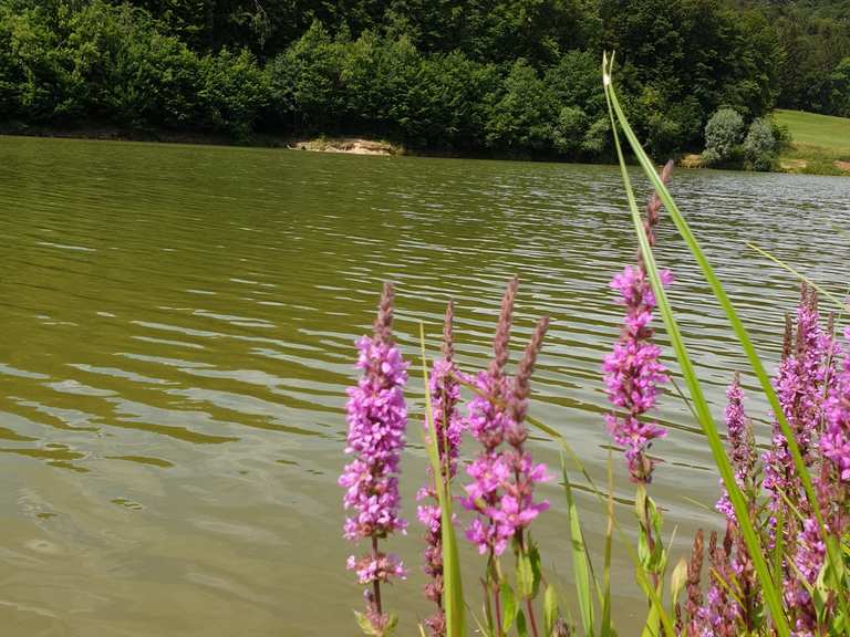 Sailach-Stausee: Wanderungen und Rundwege | komoot