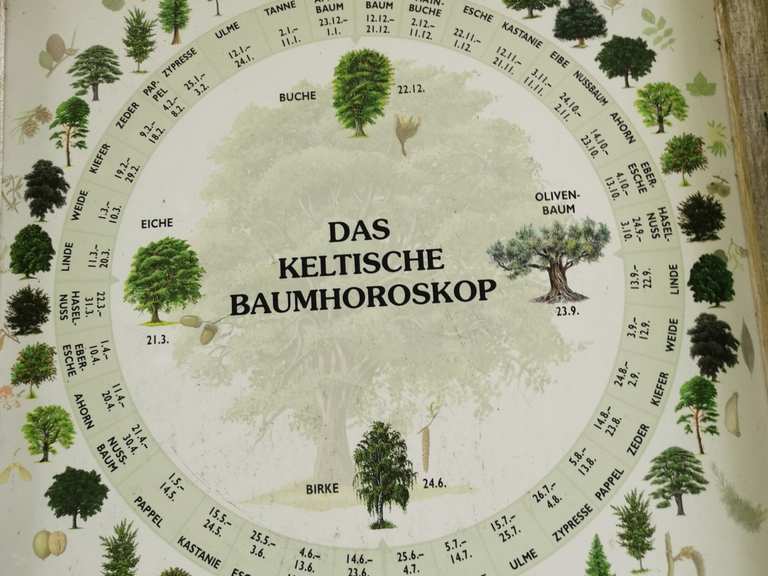 glanzmispel wird braun Glanzmispel 'Red Robin' kaufen main image 0