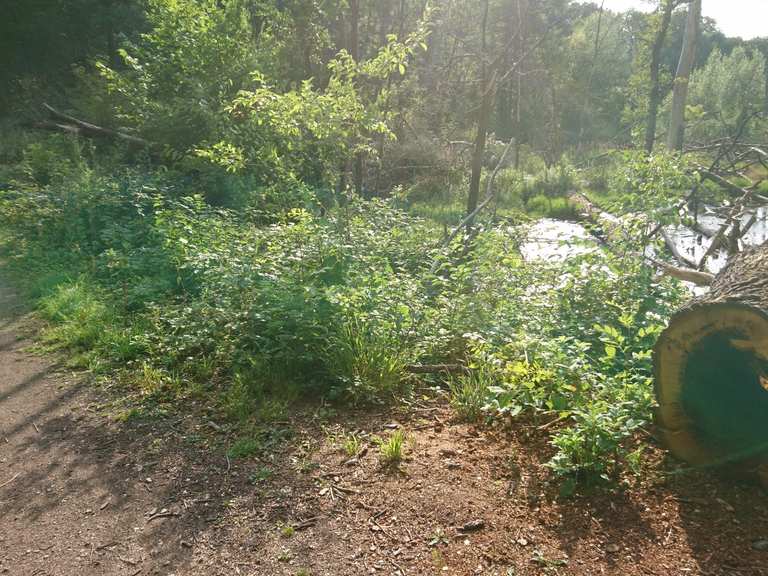 Brandweiher MountainbikeTouren und Trails komoot