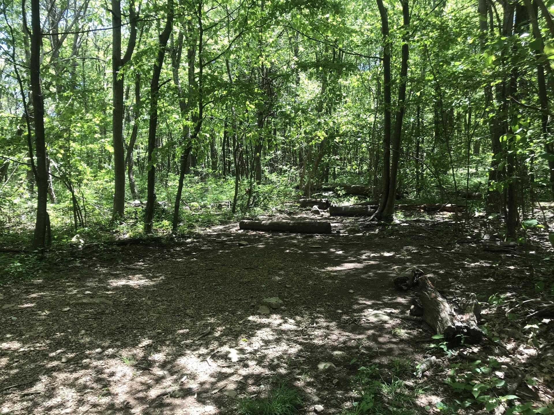 A forest path with log steps and bright green foliage, dappled light.