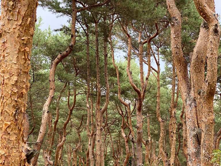 Urige Kiefern in Reih und Glied: Wanderungen und Rundwege | komoot