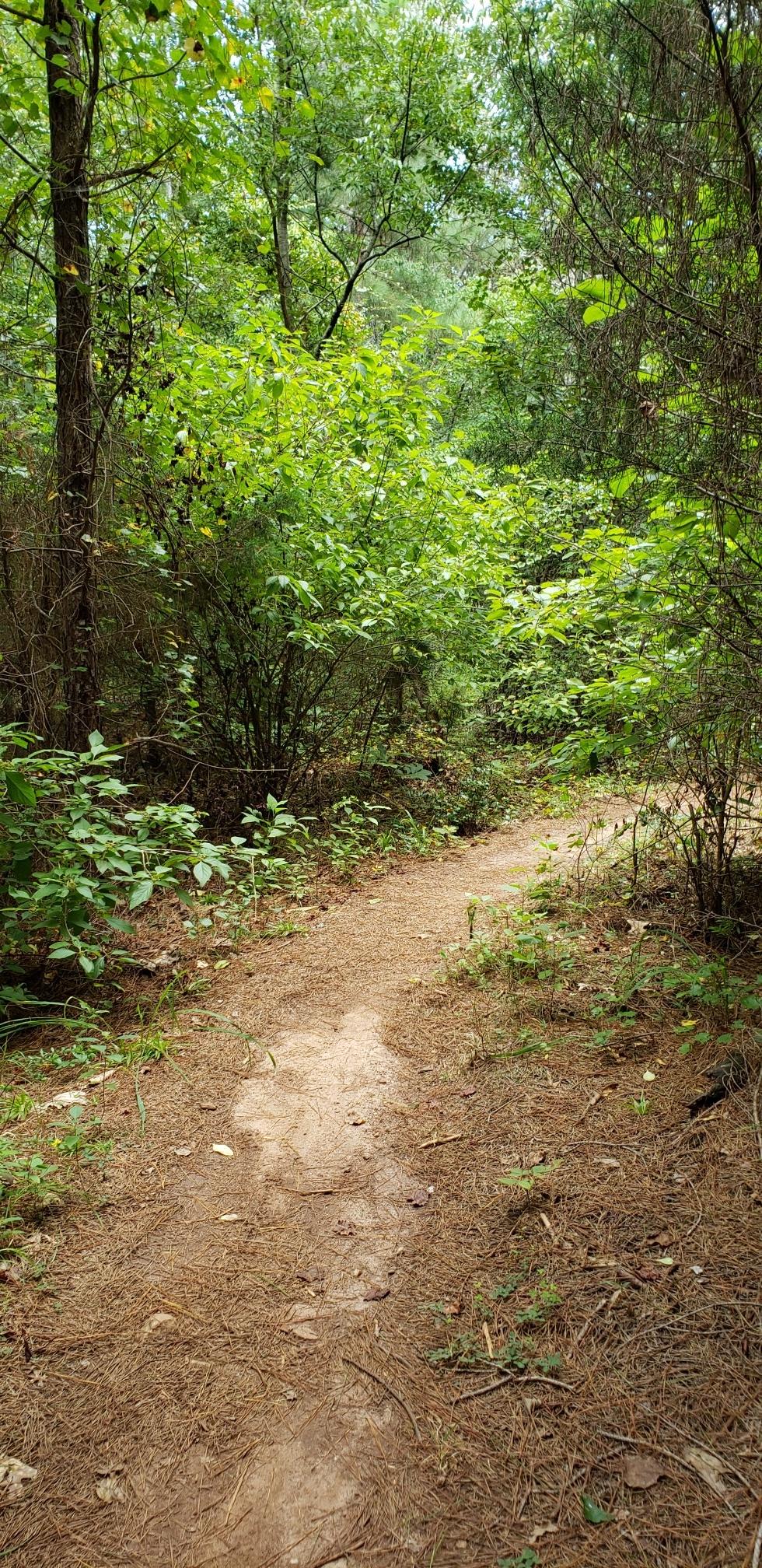 Narrow dirt path winding through a dense, sunlit green forest.