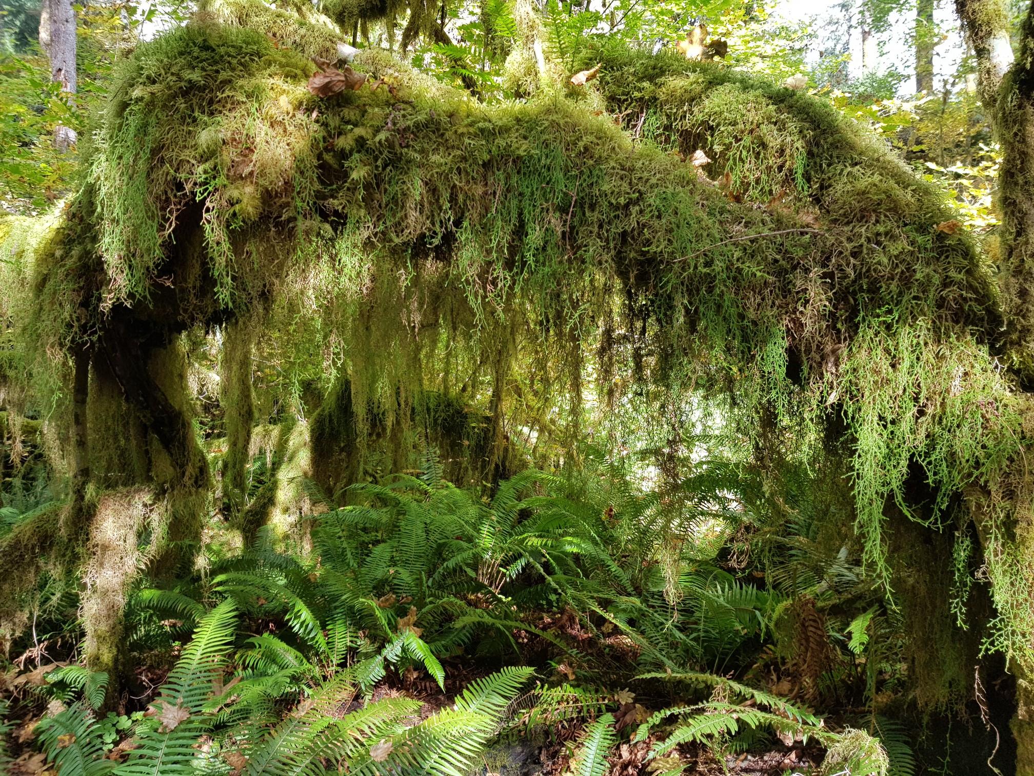 Dense moss and ferns cover tree branches and the lush forest floor.