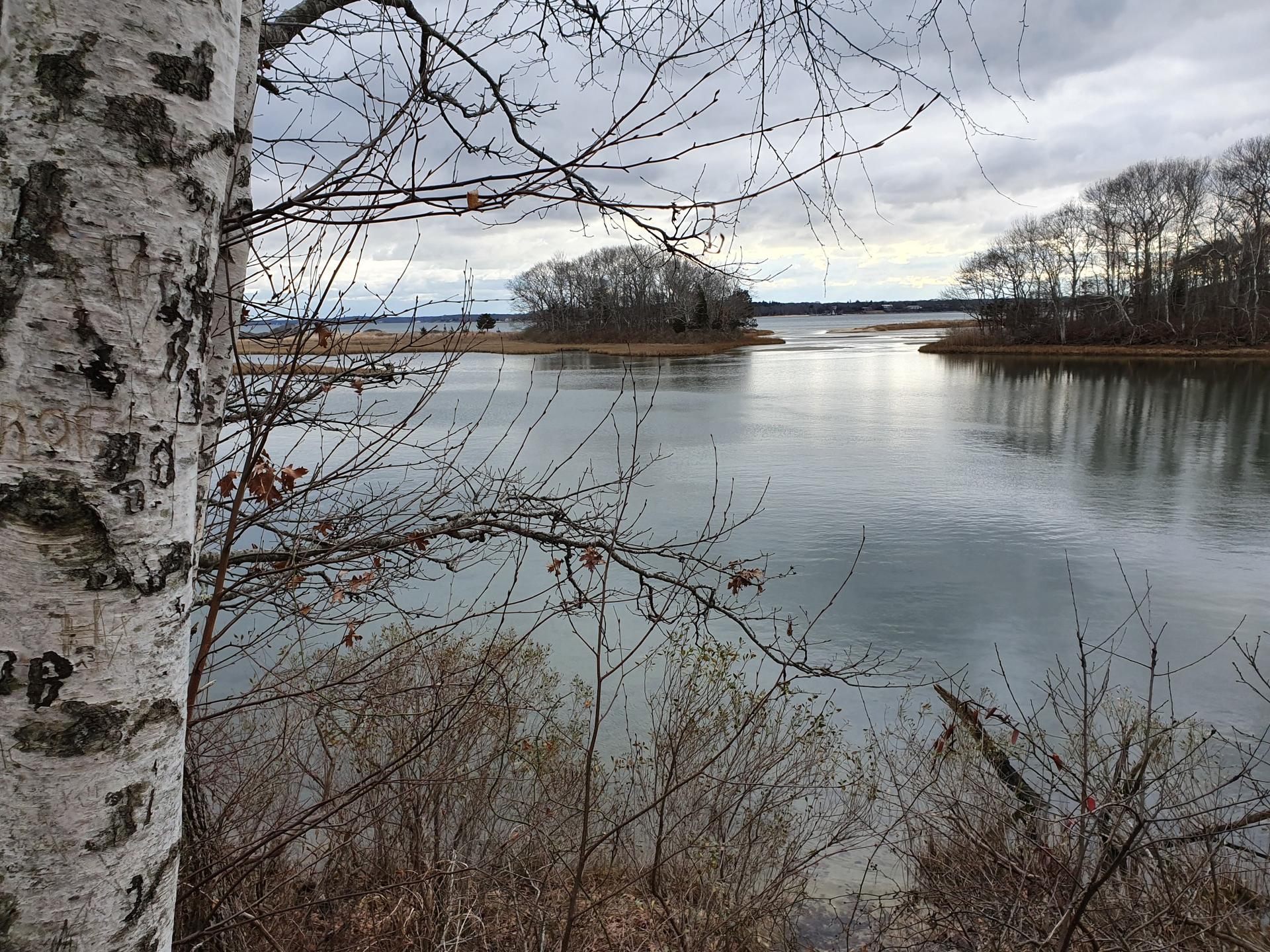 A birch tree frames a calm bay with distant islands under a grey sky.