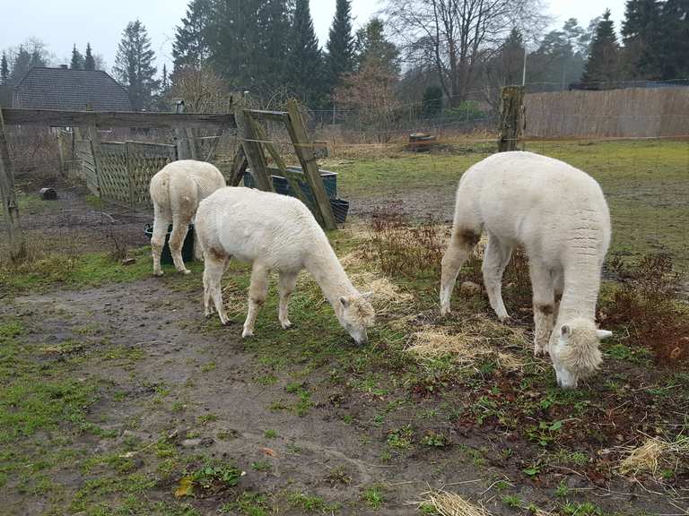 Alpaka-Kisses - Buchholz in der Nordheide, Harburg | Wandertipps