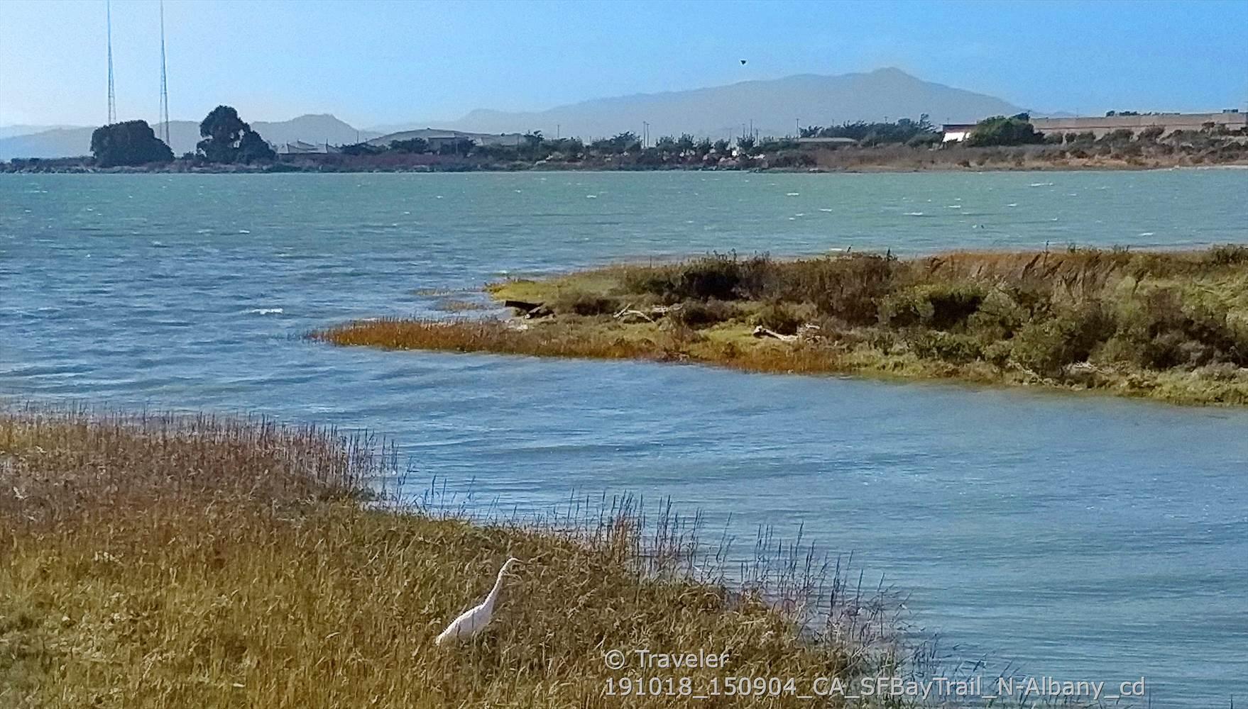 White bird in tall grass by water, with distant hills under blue sky.
