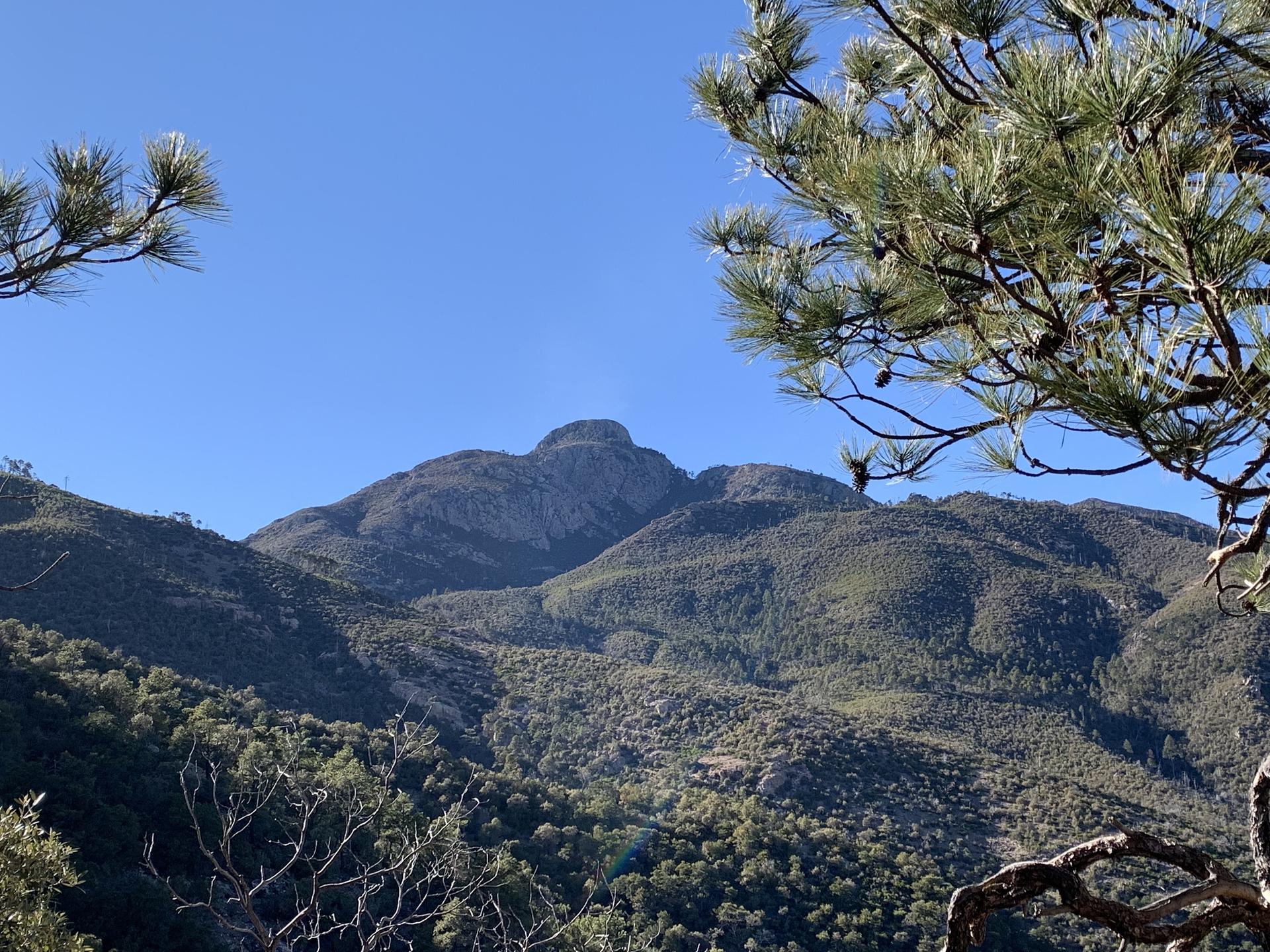 Rugged green mountains under a clear blue sky, framed by pine branches.