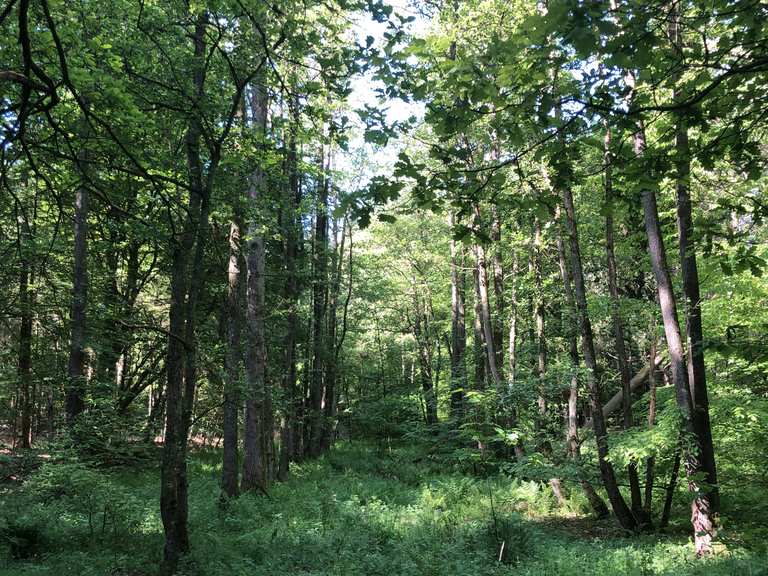 durch-den-stoteler-wald-osterholz-scharmbeck-osterholz-lauf