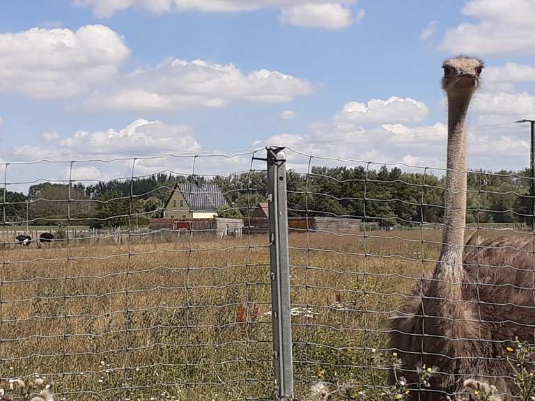 Strau enfarm Klein Rosenburg Radtouren Und Radwege Komoot
