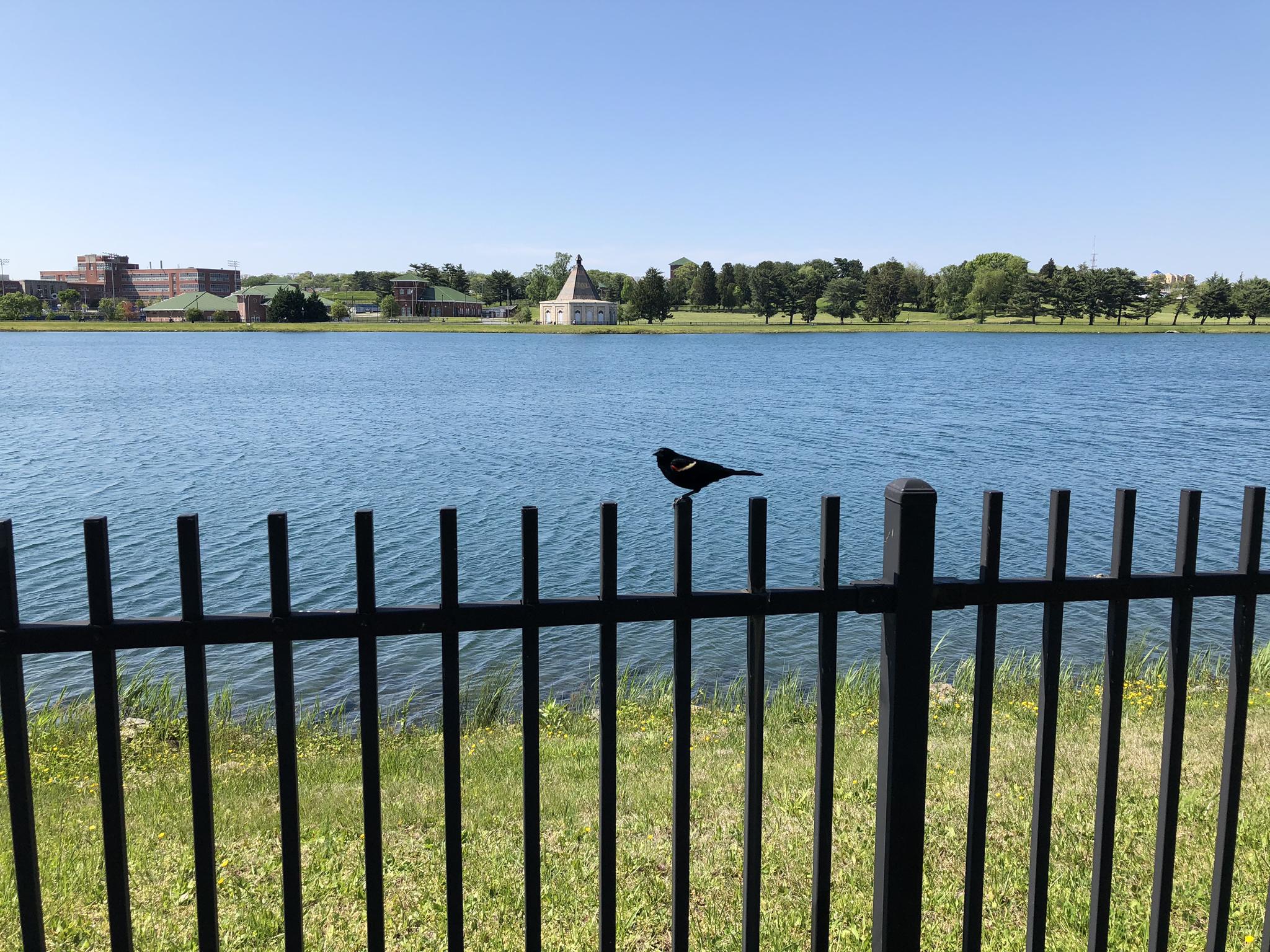Black bird on fence overlooking a bright blue lake on a sunny day.