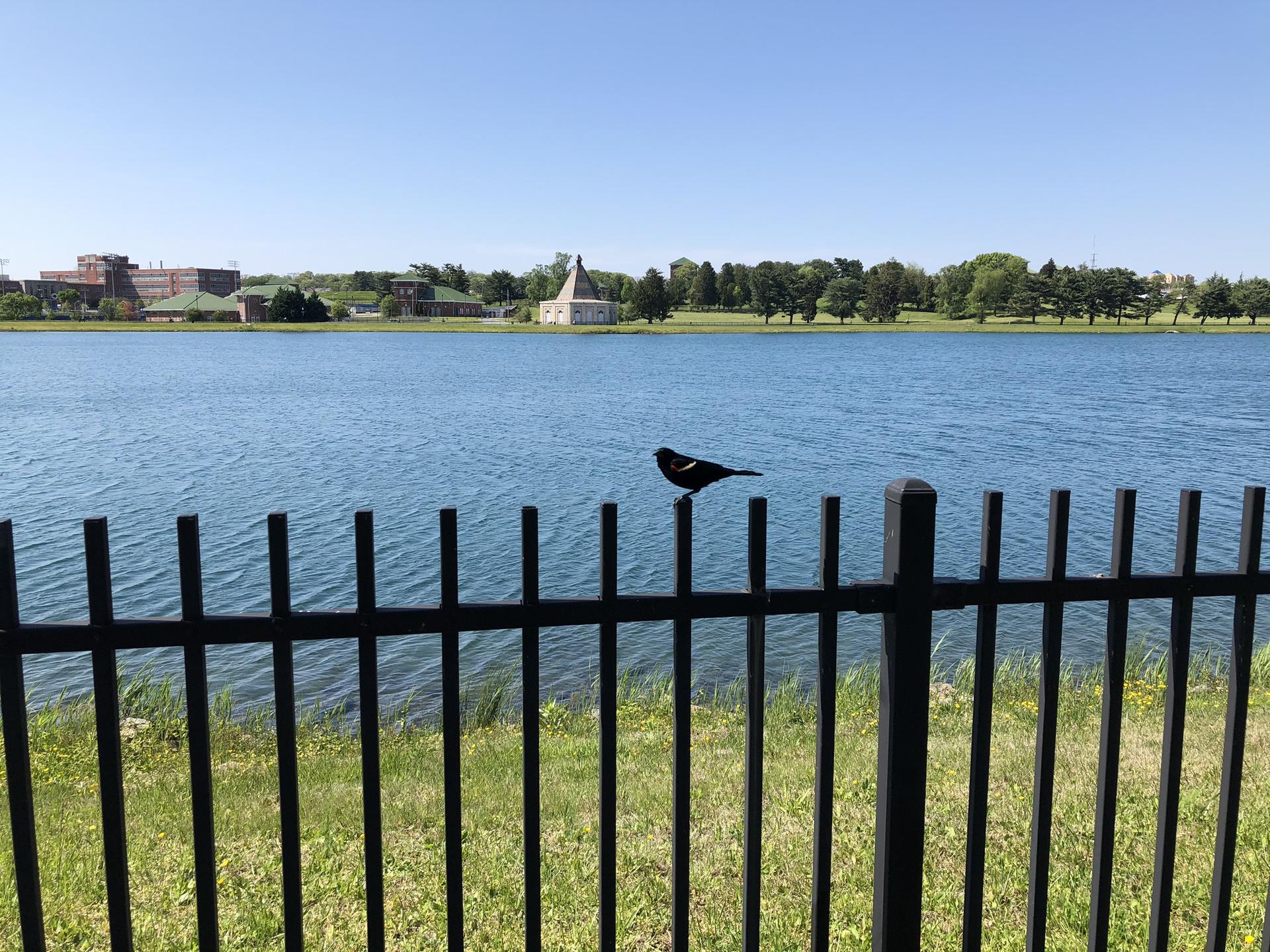 Black bird on fence overlooking a bright blue lake on a sunny day.
