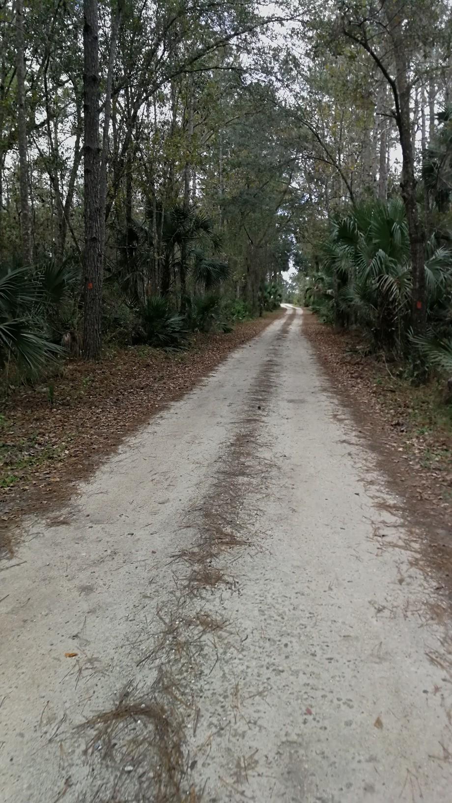 Long, sandy dirt road winding through a dense, green forest.
