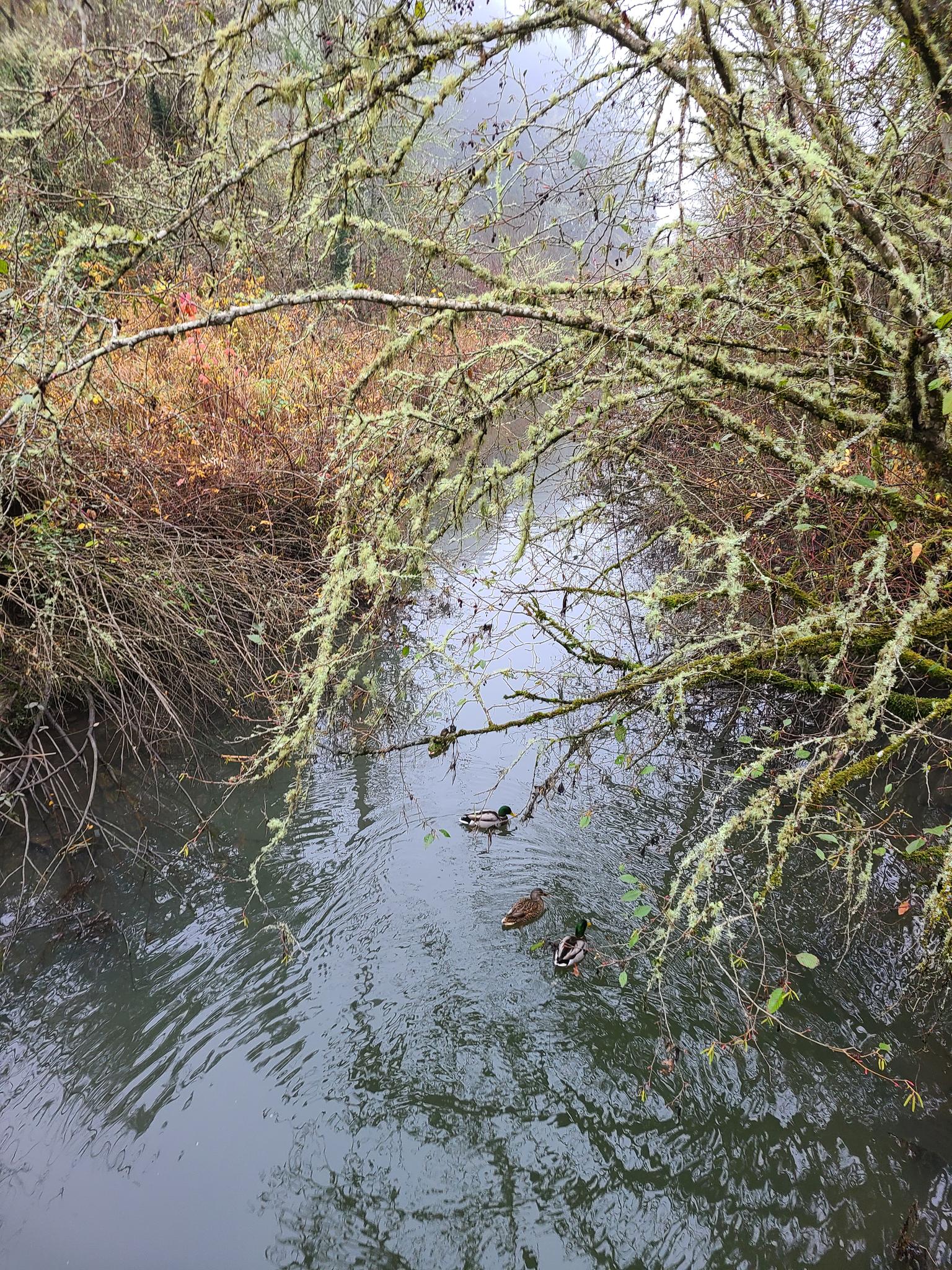 Three ducks swim in a narrow, moss-lined stream under overcast skies.