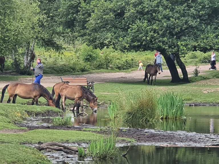 Sutton Park – Longmoor Pool loop from Boldmere | hike | Komoot