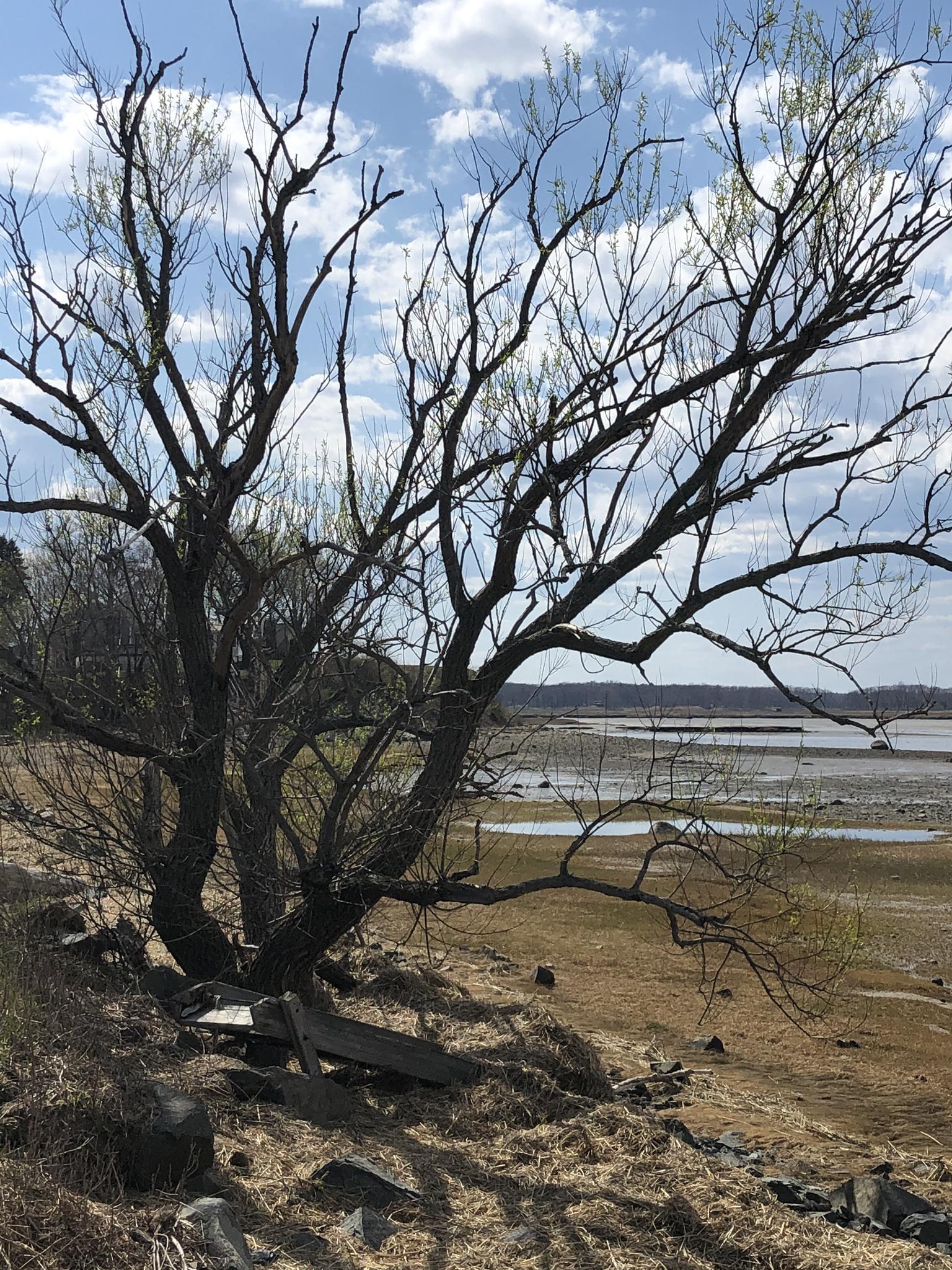 Bare tree branches against a blue sky, overlooking a dry, muddy riverbed.