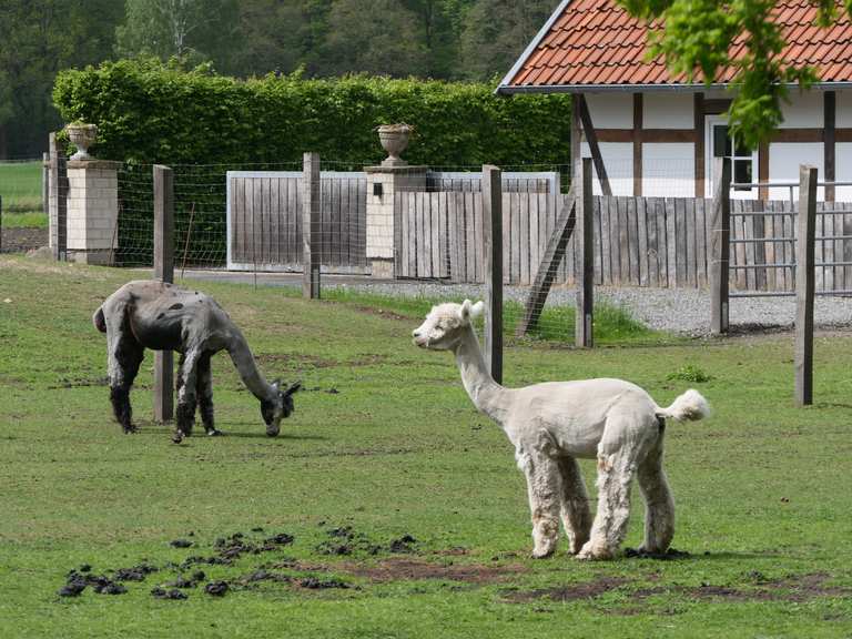 Alpaka Ranch Radtouren und Radwege komoot