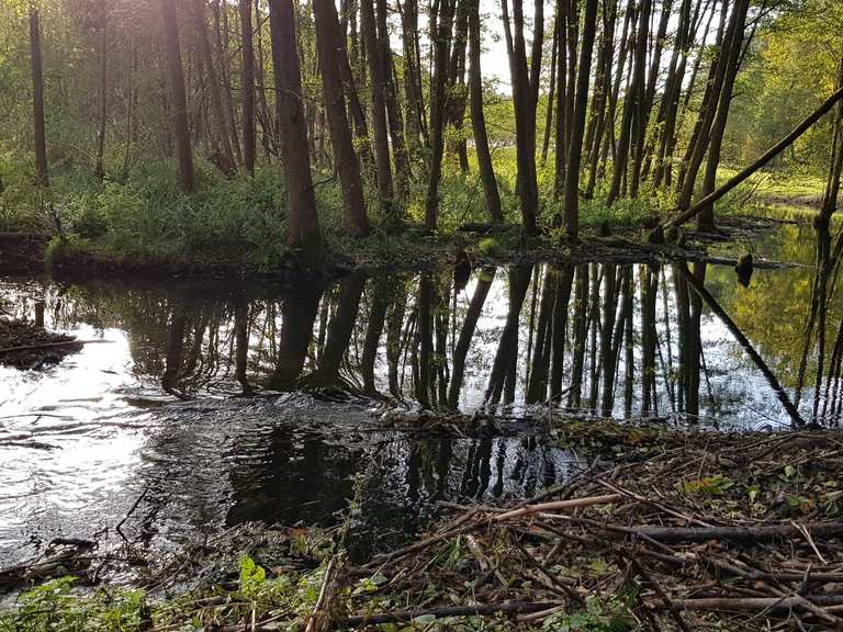 Wasserstau durch Biber Wanderungen und Rundwege komoot
