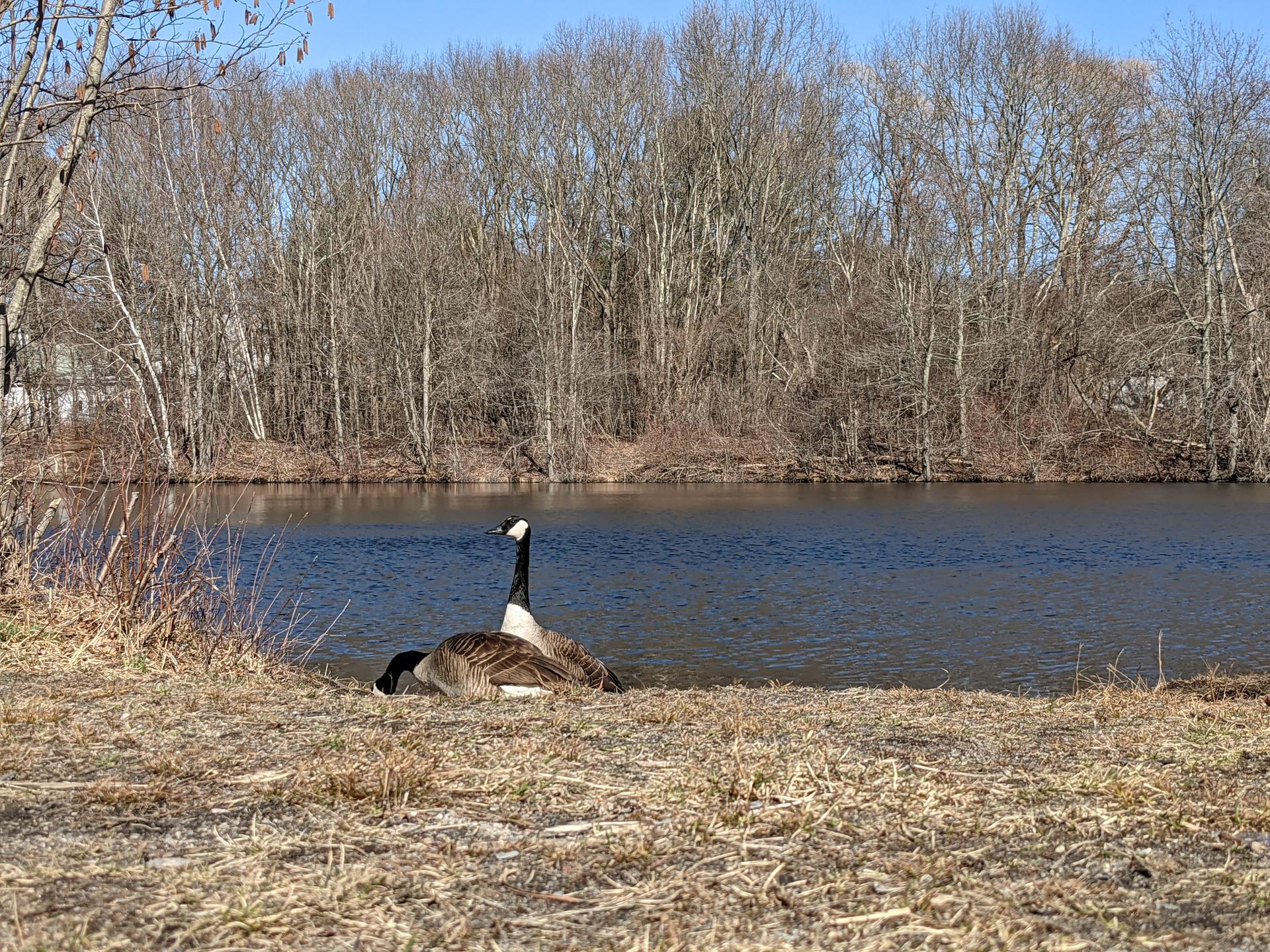 Two geese resting by a calm lake with bare trees under a bright sky.
