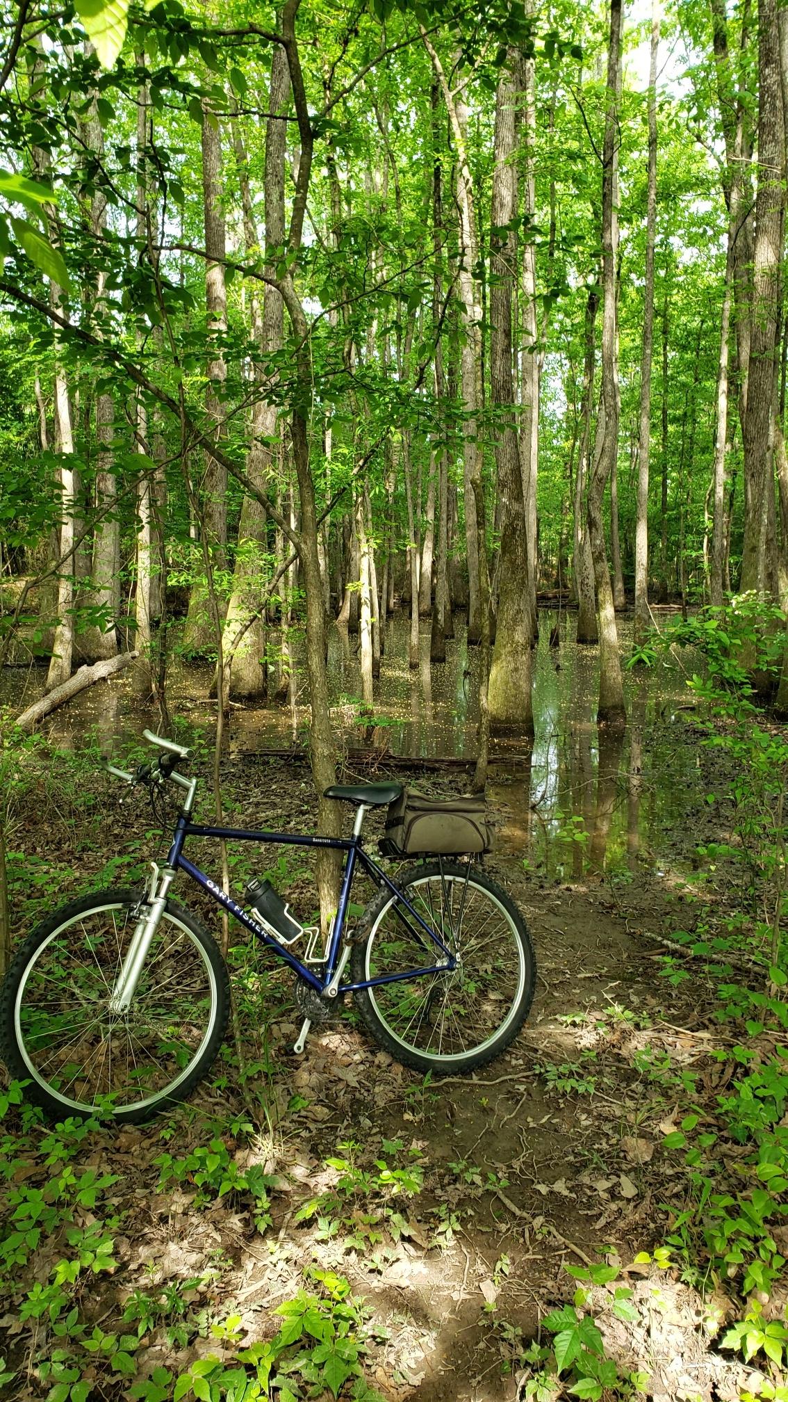 Bicycle on a dirt path beside a sunlit, flooded forest with green trees.