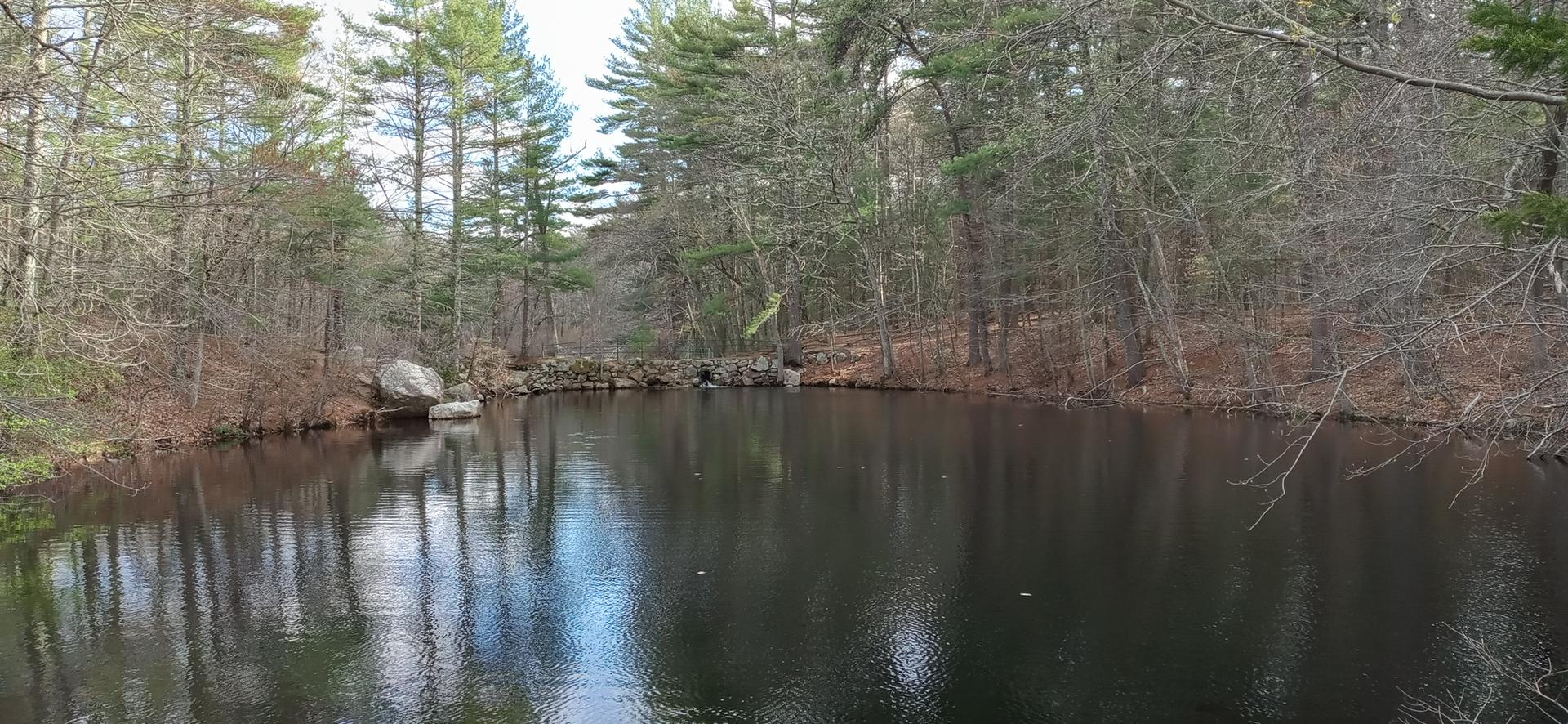 Dark, still pond surrounded by a dense, rocky forest under diffused light.