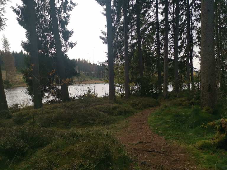 Bärenbrucher Teich (HWN 137) Ziegenberger Teich Runde von Buntenbock